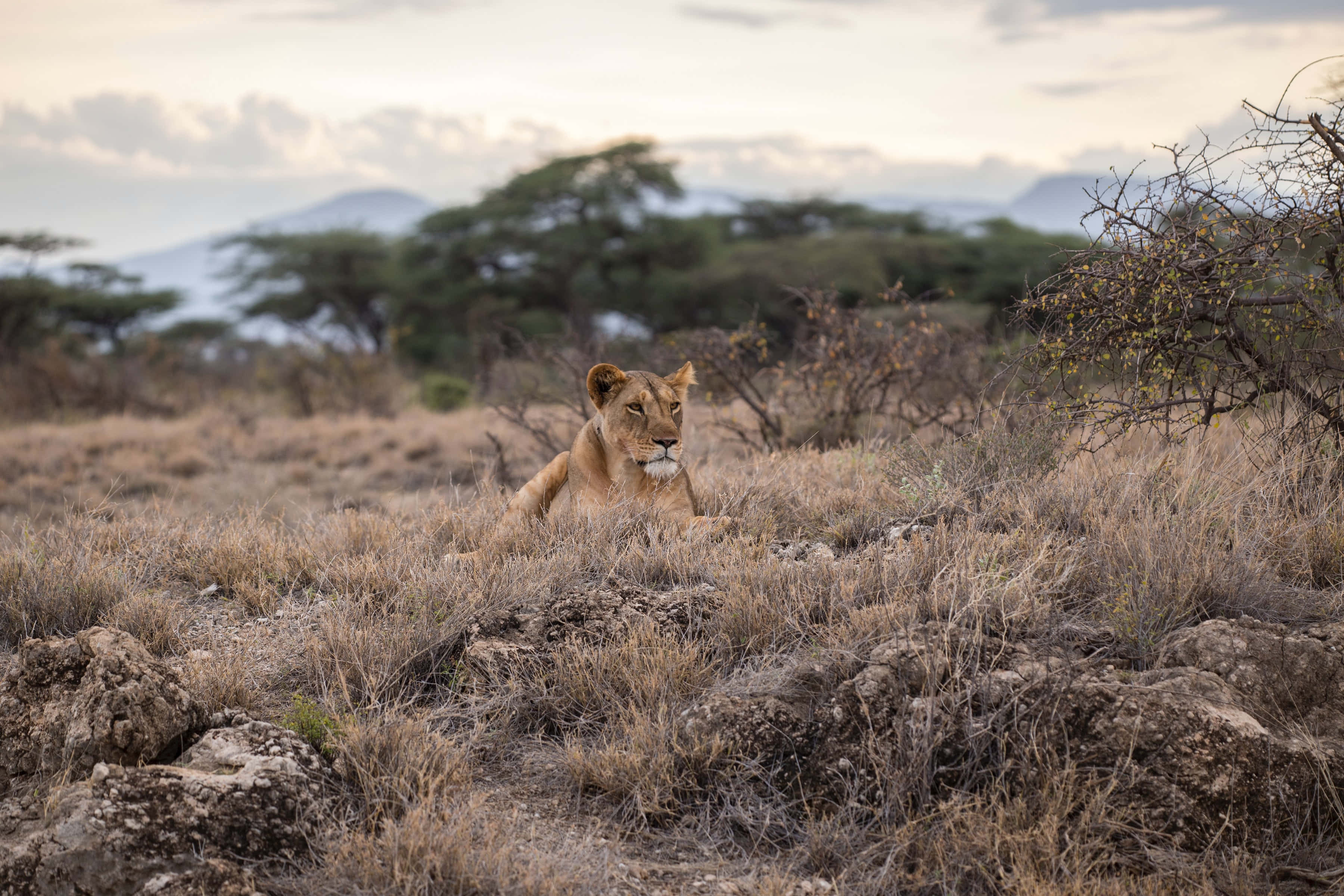 Lioness, Savanna, Twilight sky, 2K Desktop Wallpaper