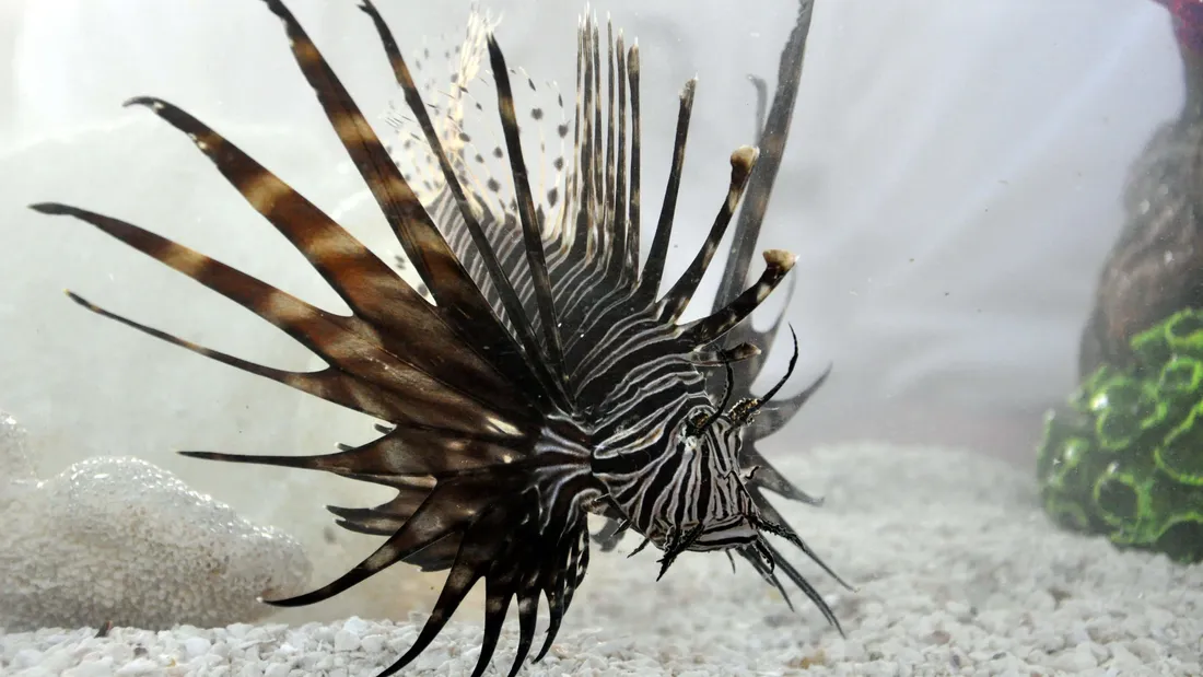 Lionfish
