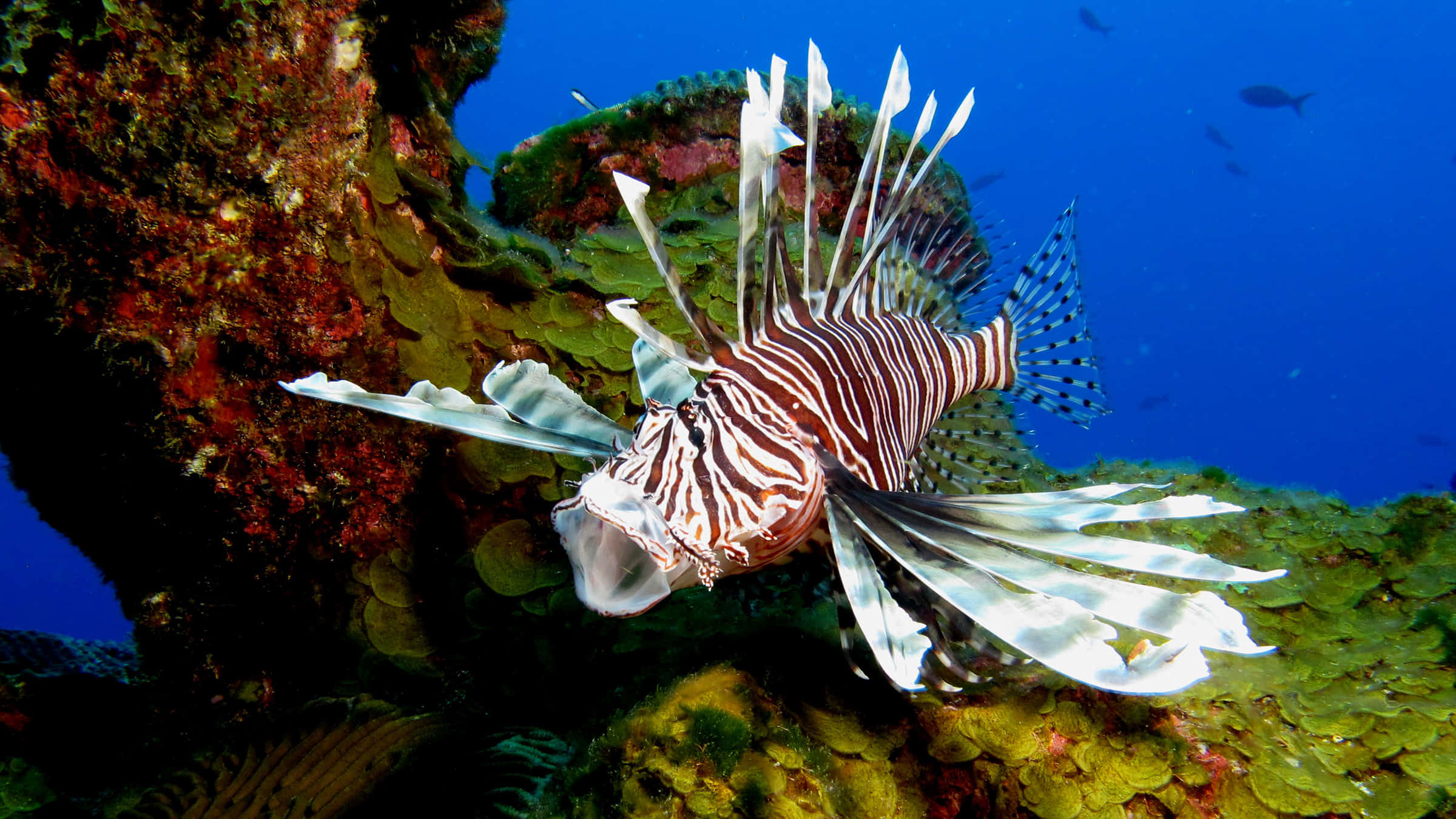 lionfish, vibrant coral reef, bold stripes, Full HD Desktop Wallpaper