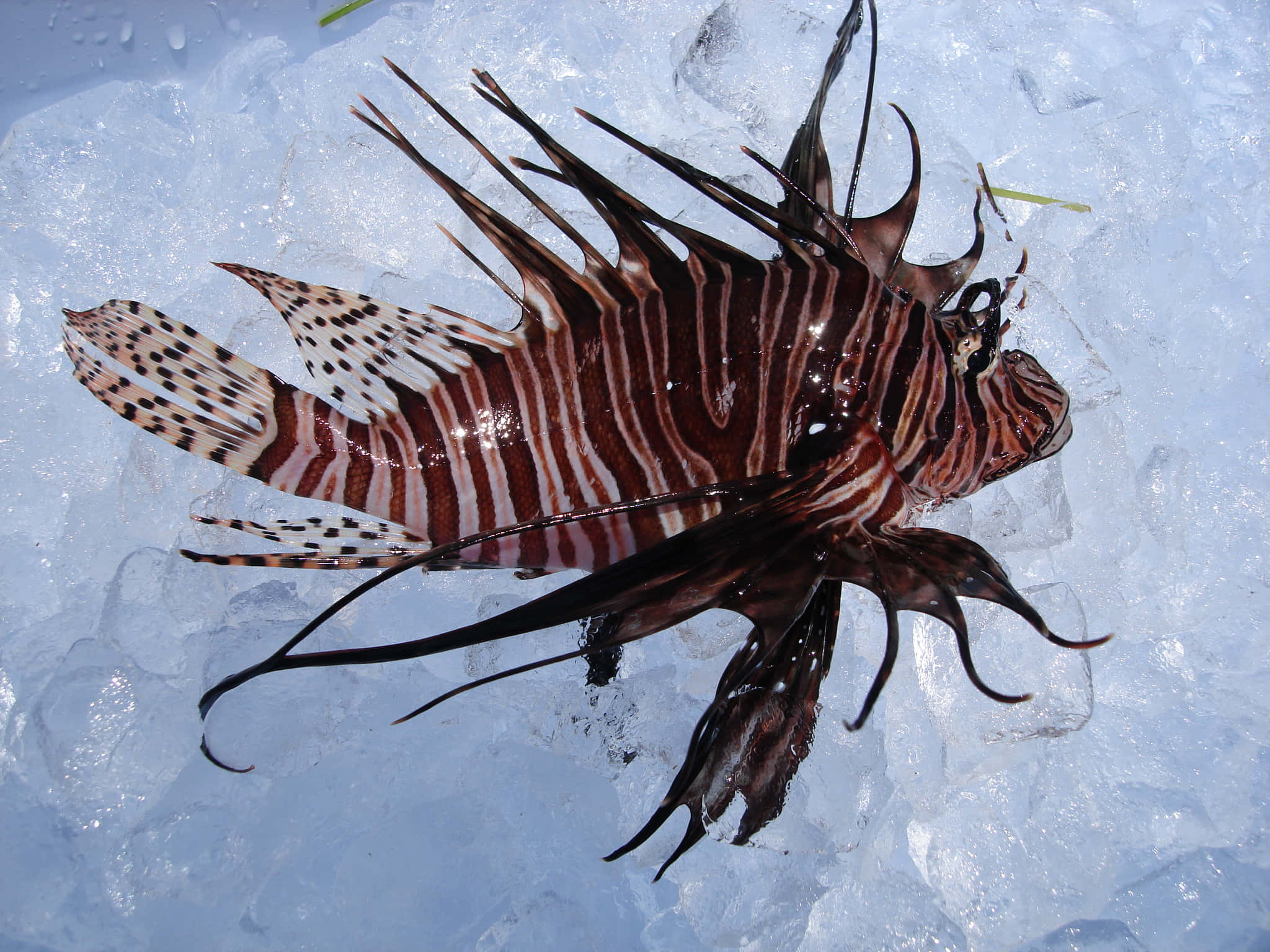 lionfish, red and white stripes, spiky fins, Full HD Desktop Wallpaper