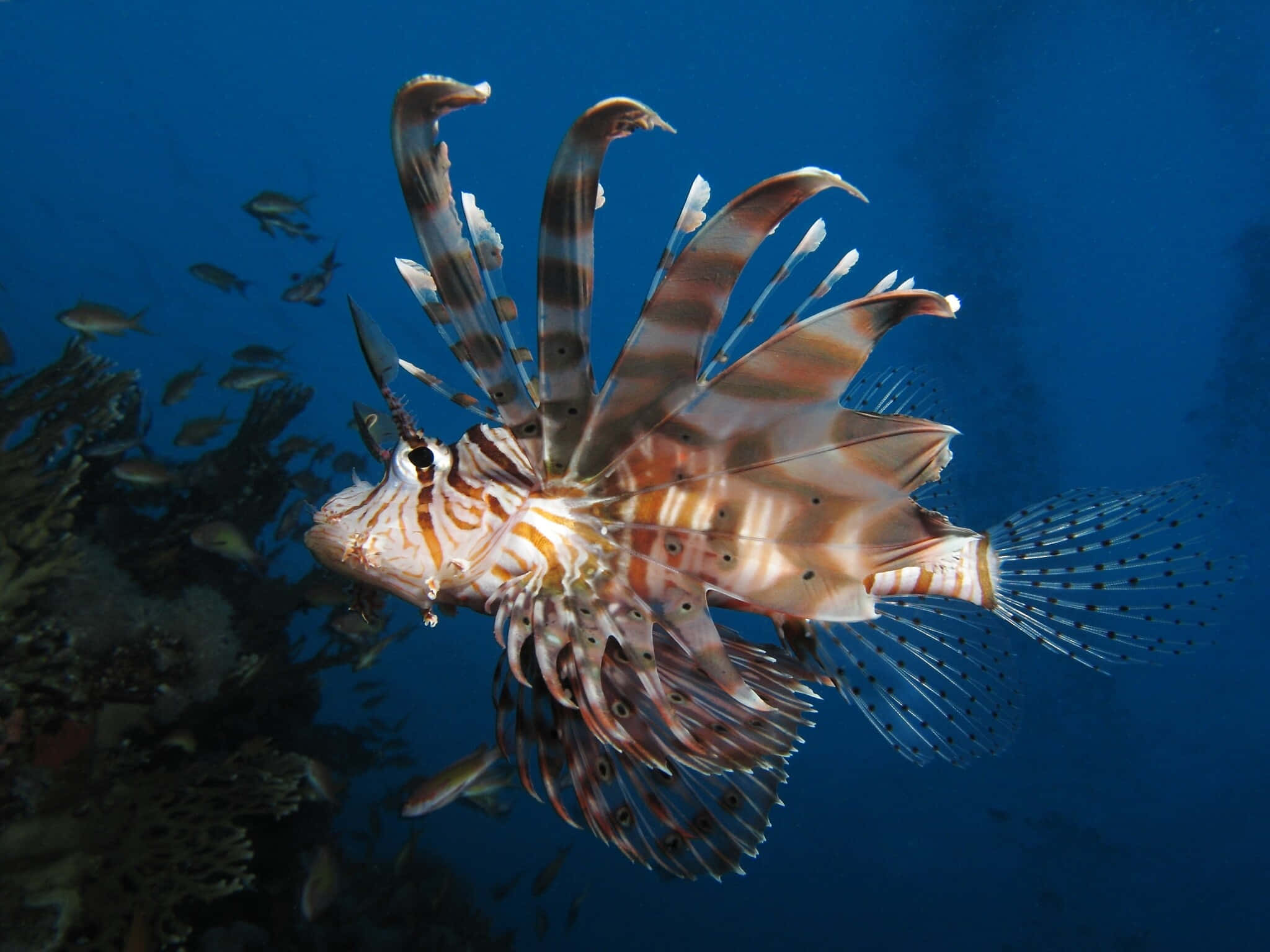 lionfish, deep ocean, coral reef, Full HD Desktop Wallpaper