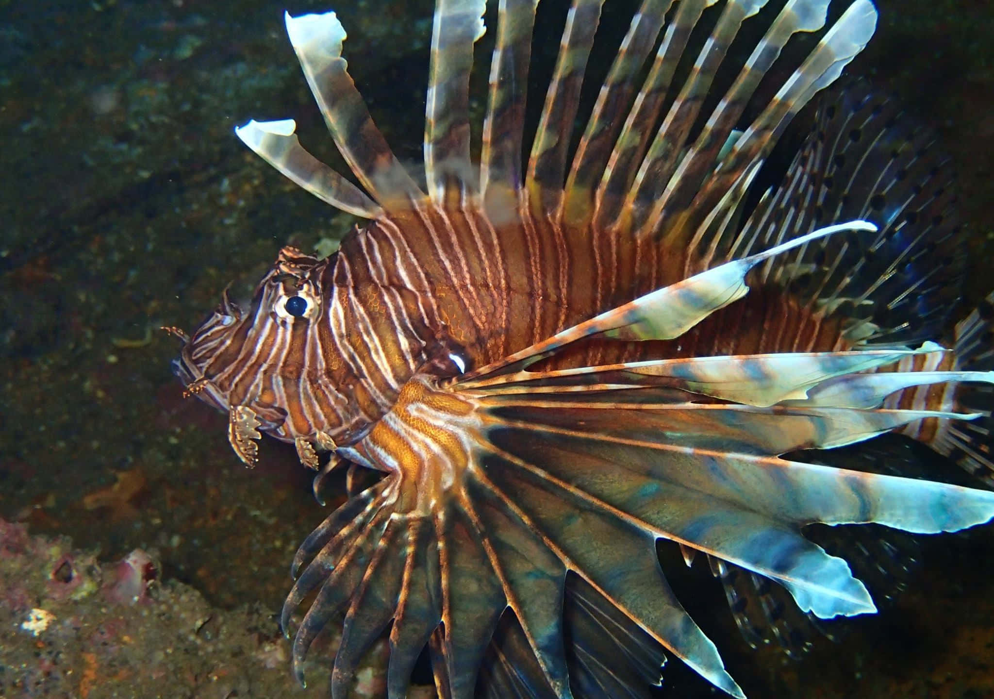 lionfish, orange and white stripes, murky underwater terrain, Full HD Desktop Wallpaper