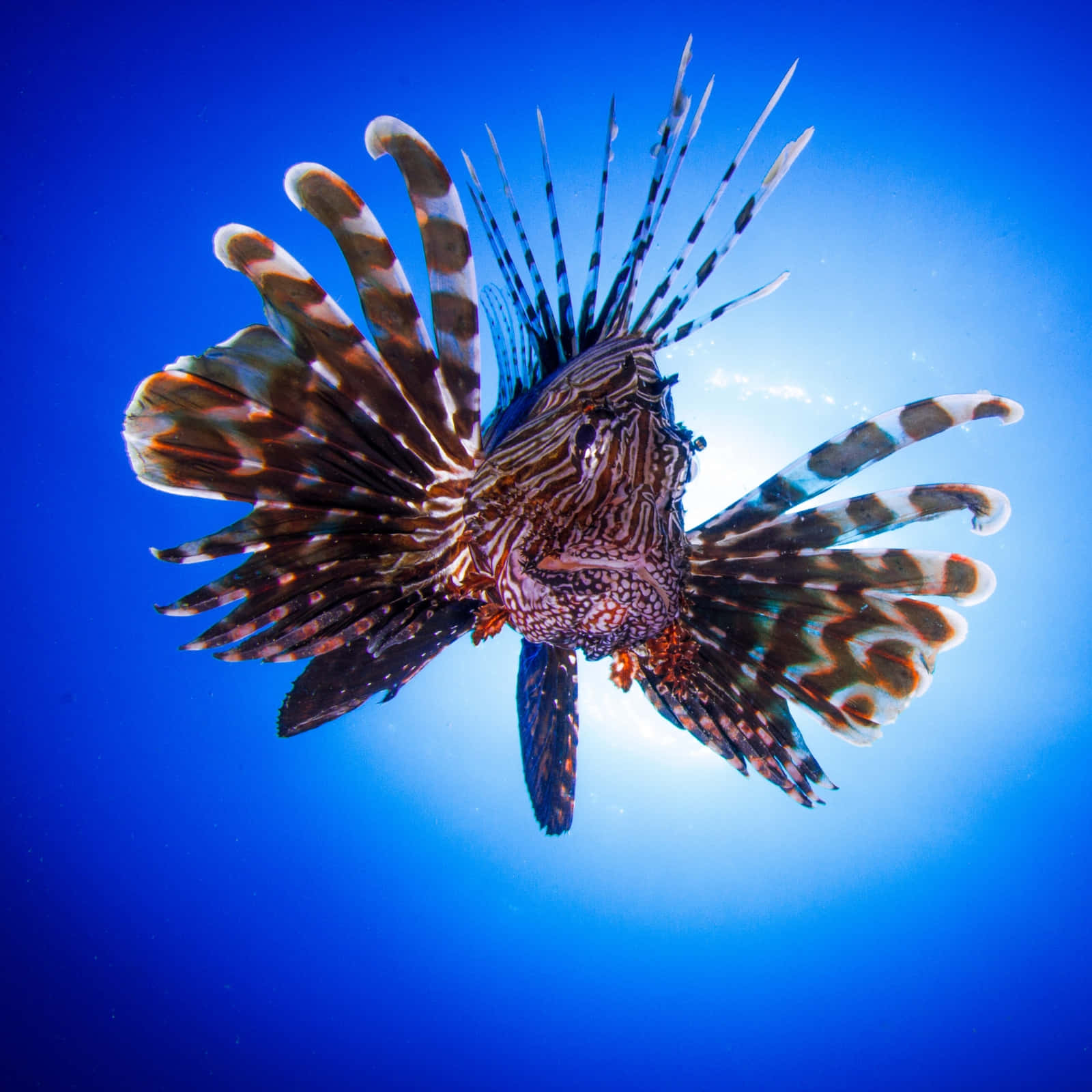 lionfish, brown and white stripes, vibrant blue ocean water, HD Desktop Wallpaper