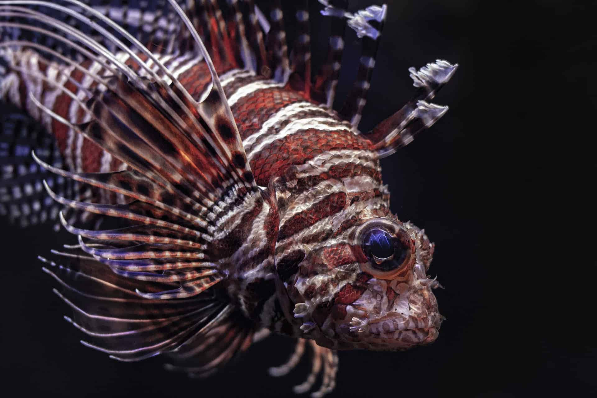 lionfish, red white and black stripes, venomous spines, Full HD Desktop Wallpaper