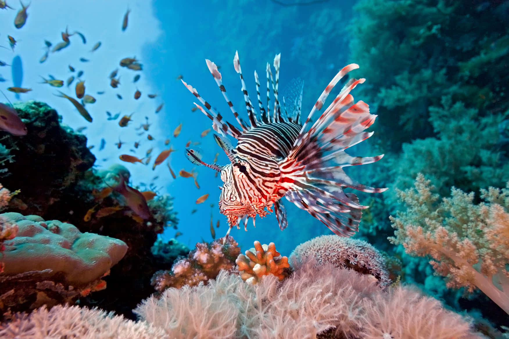 lionfish, colorful coral reefs, red white and black stripes, HD Desktop Wallpaper
