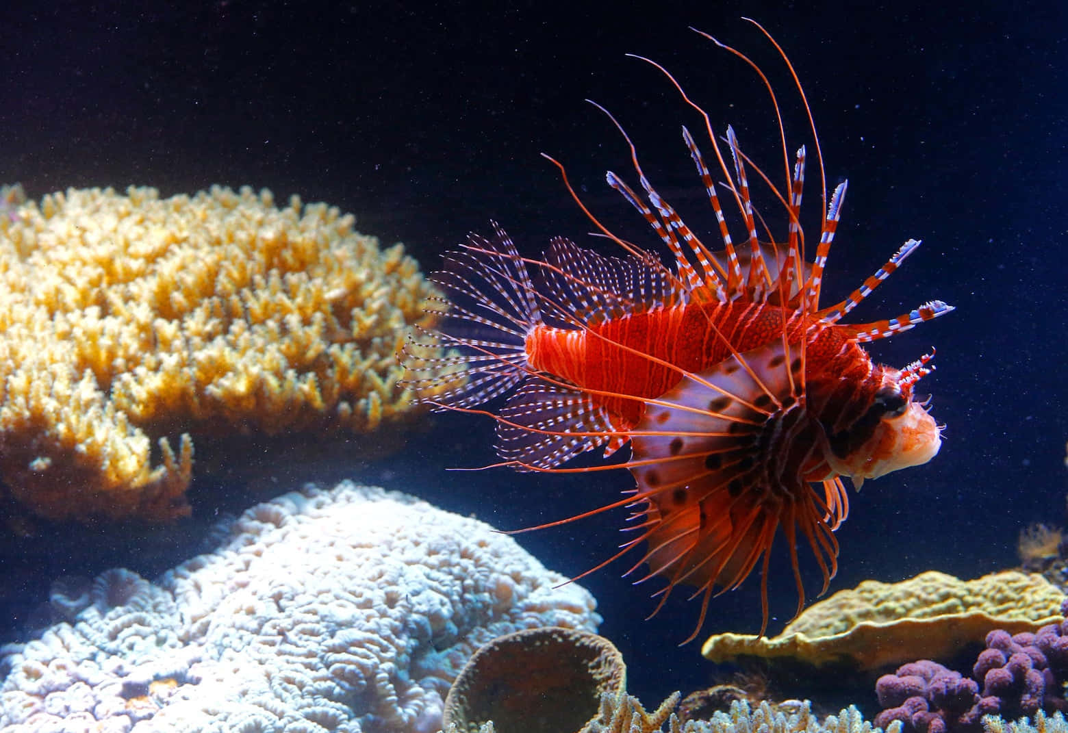 lionfish, deep blue sea, red lionfish, HD Desktop Wallpaper