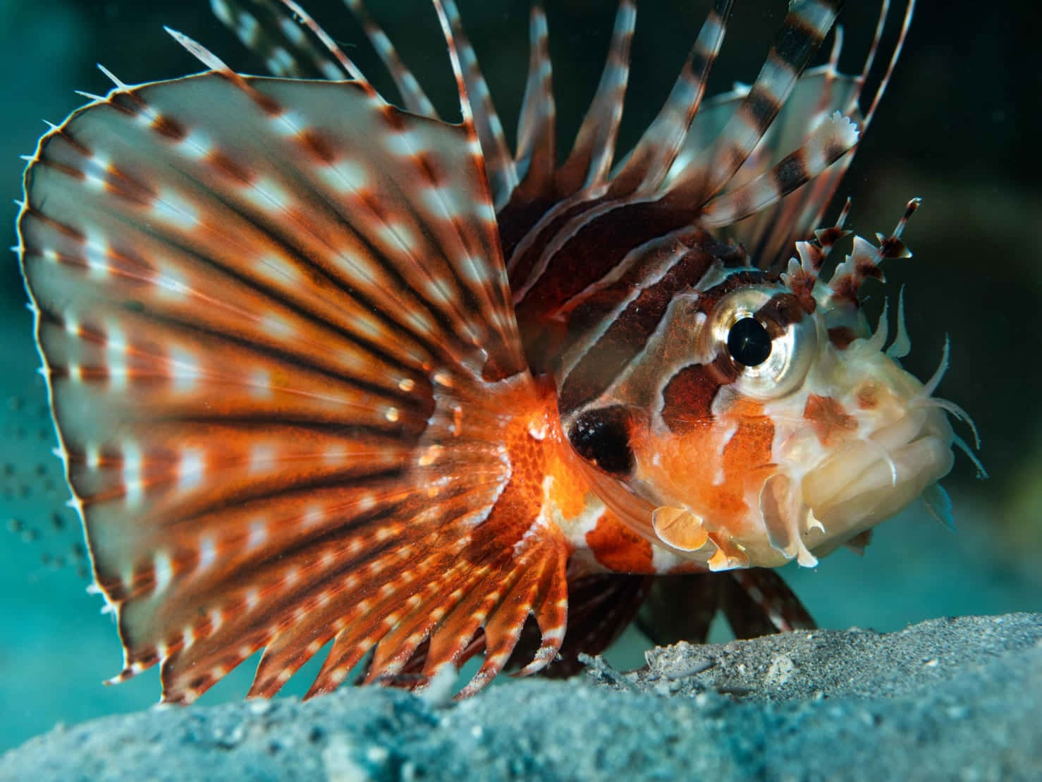 lionfish, orange and white stripes, venomous spines, HD Desktop Wallpaper
