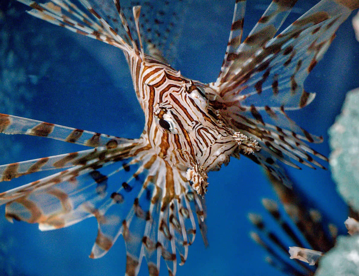 lionfish, striped fins, deep blue ocean water, SD Desktop Wallpaper