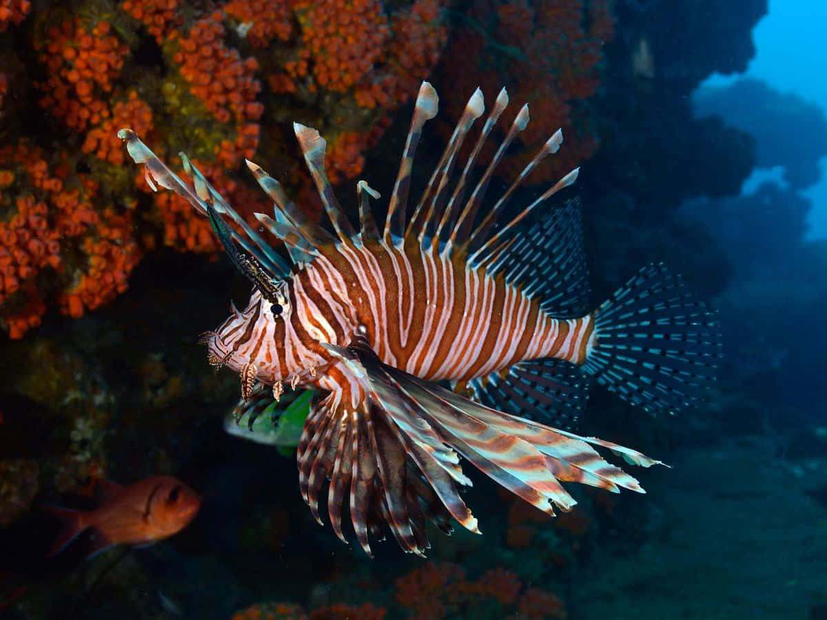lionfish, red and white stripes, glowing orange coral, SD Desktop Wallpaper