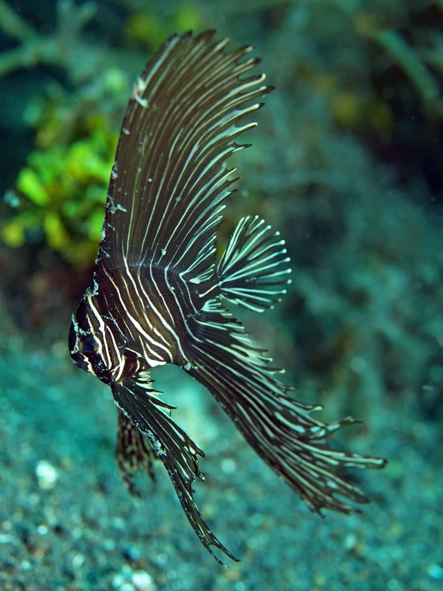 lionfish, black and white striped, turquoise ocean water, SD Phone Wallpaper