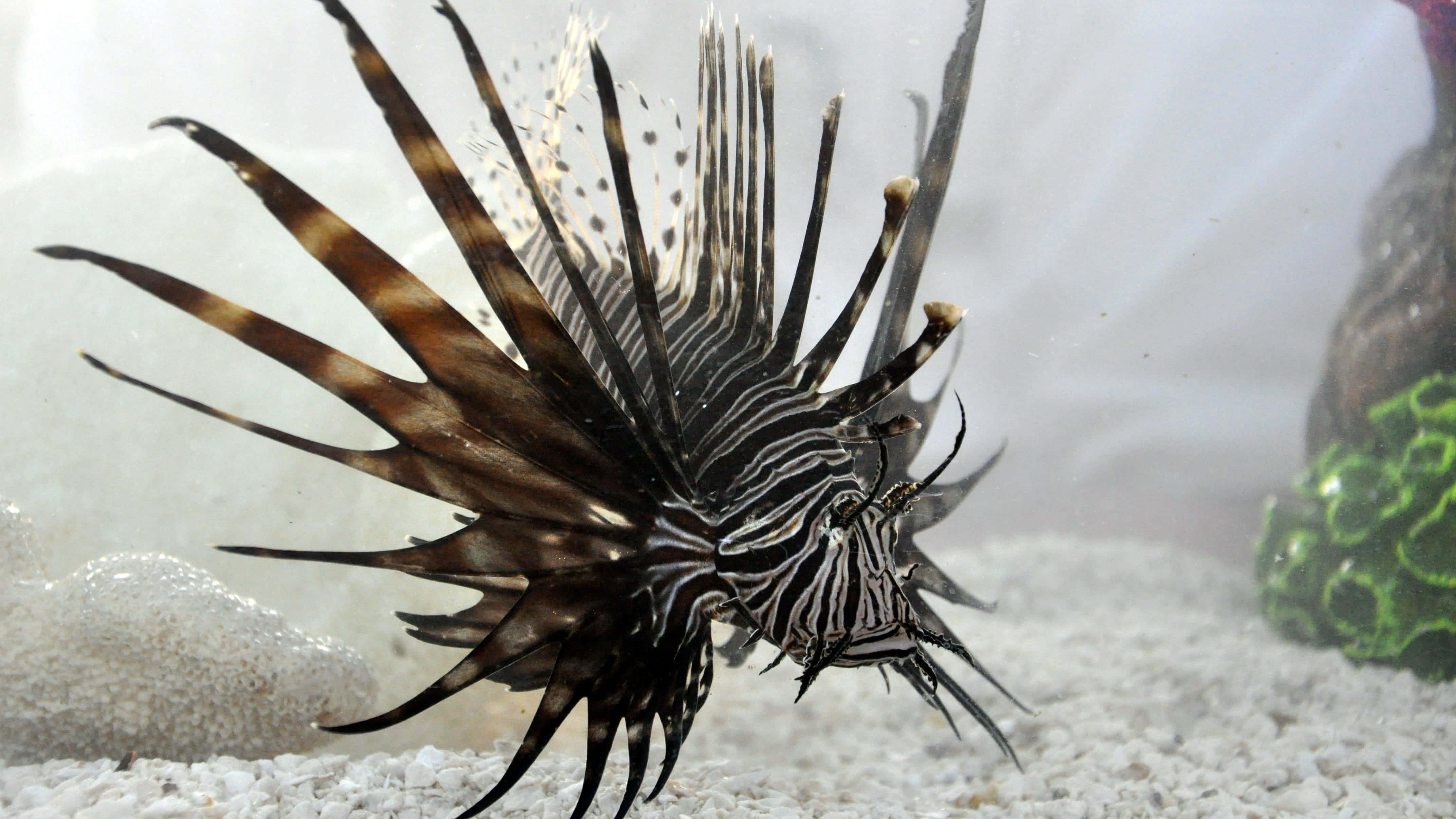 lionfish, black and white stripes, venomous spines, 4K Desktop Wallpaper