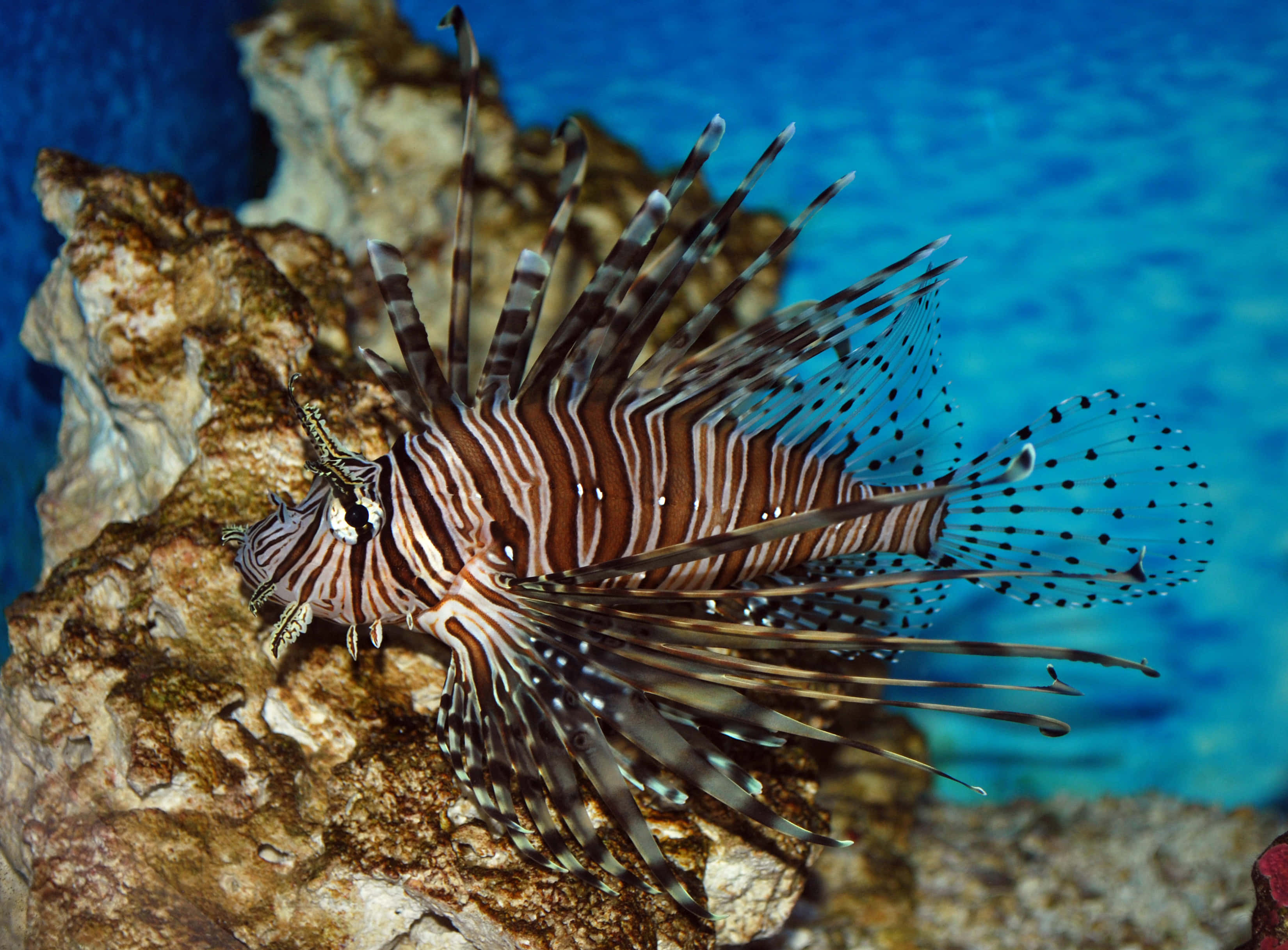 lionfish, bold stripes, spiky fins, 2K Desktop Wallpaper
