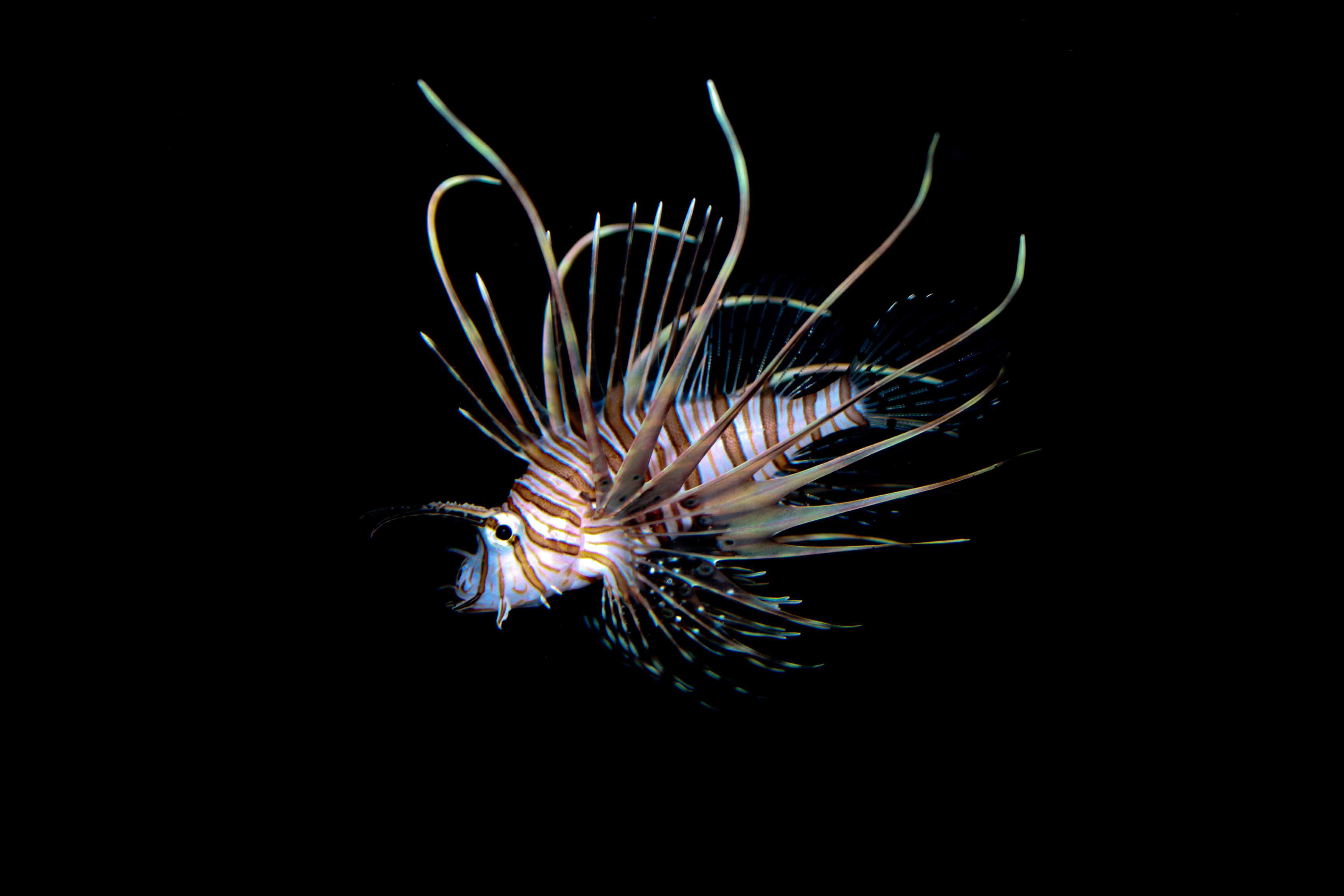 lionfish, striped orange and white fins, pitch-black underwater void, 2K Desktop Wallpaper