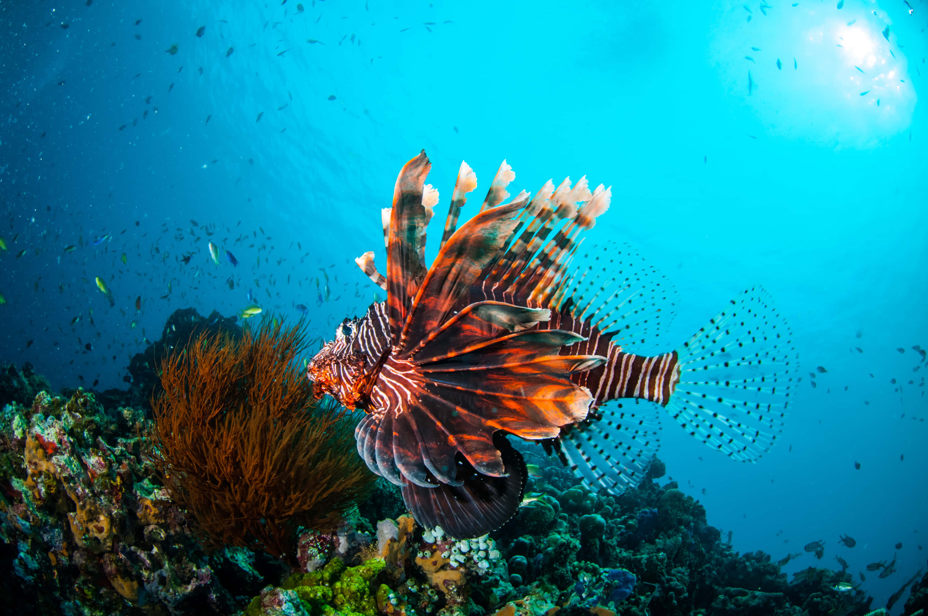 lionfish, coral reef, orange and white stripes, 2K Desktop Wallpaper