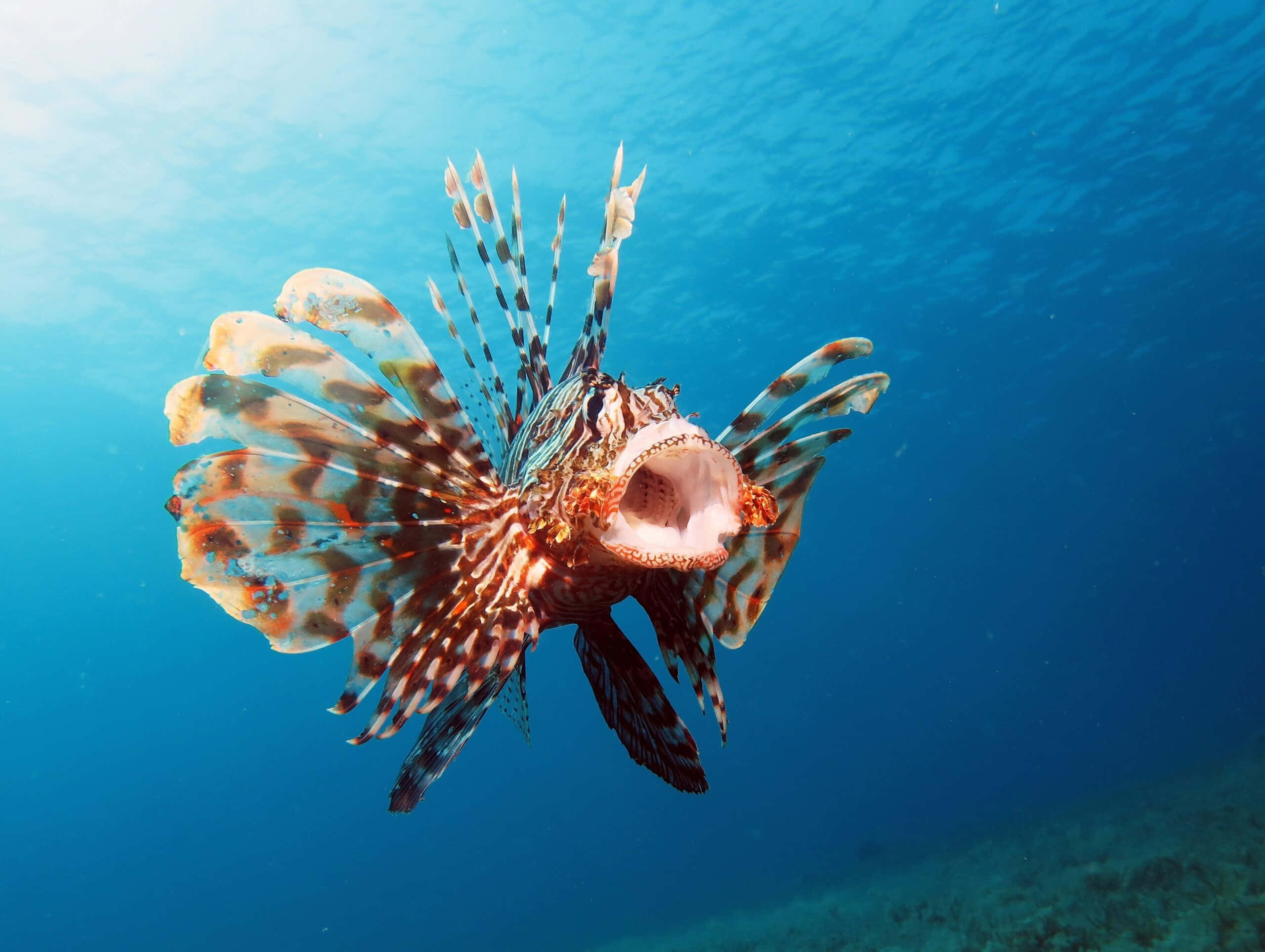 lionfish, vibrant orange and white stripes, clear blue ocean water, 2K Desktop Wallpaper