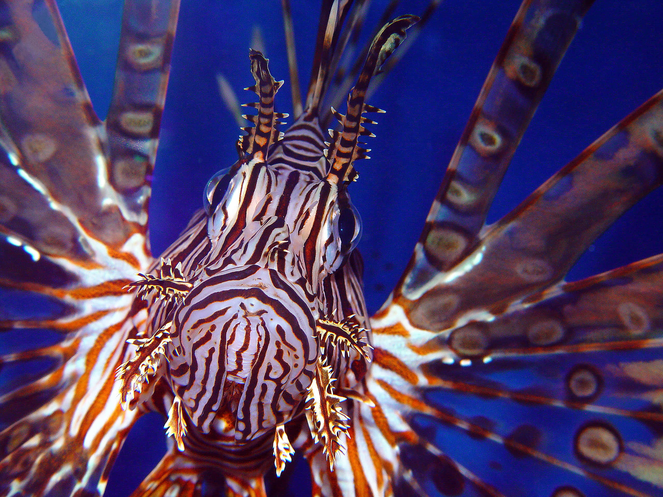 lionfish, orange and white stripes, venomous spines, 2K Desktop Wallpaper