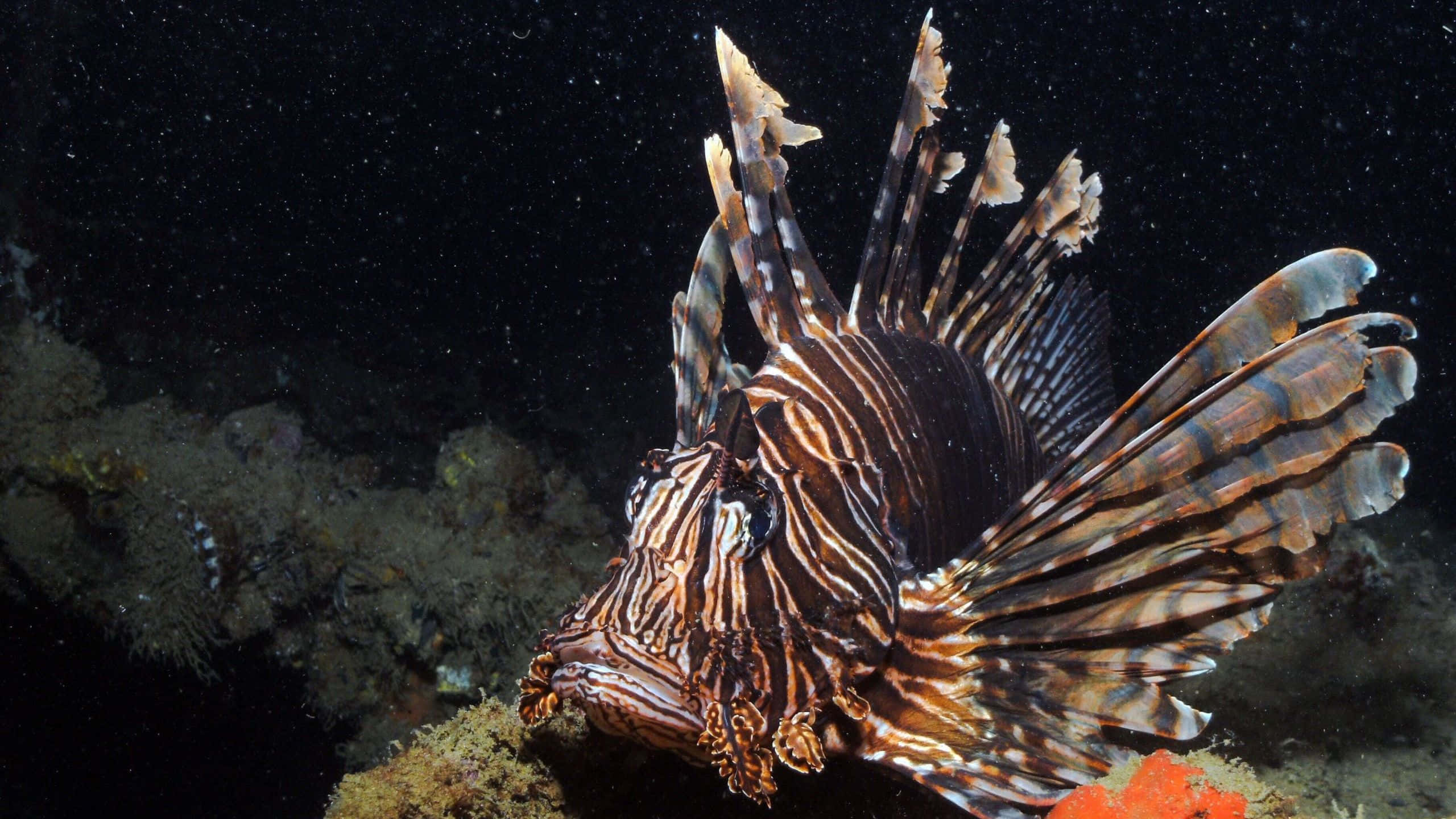 lionfish, bold stripes, venomous spines, 2K Desktop Wallpaper
