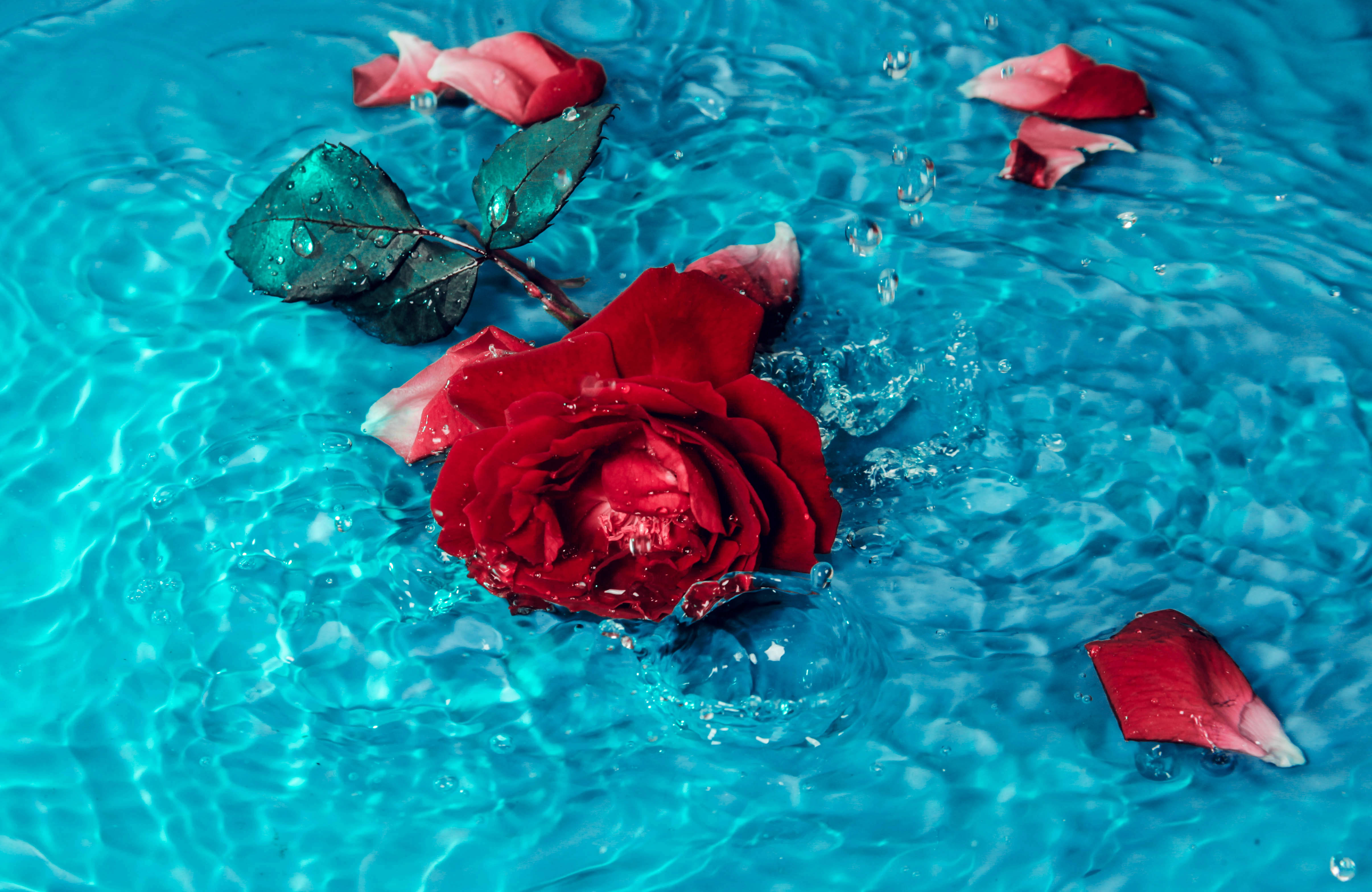 rose, green leaves, scattered petals, 4K Desktop Wallpaper