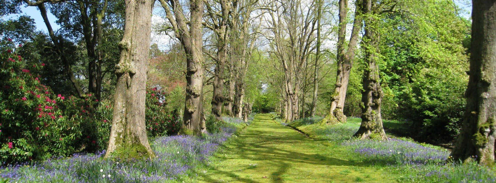 Lisburn, United Kingdom, sunlit forest path, HD Desktop Wallpaper