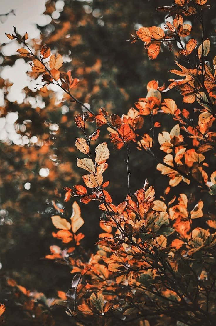 Cozy iPhone, Night View, golden autumn leaves, SD Phone Wallpaper