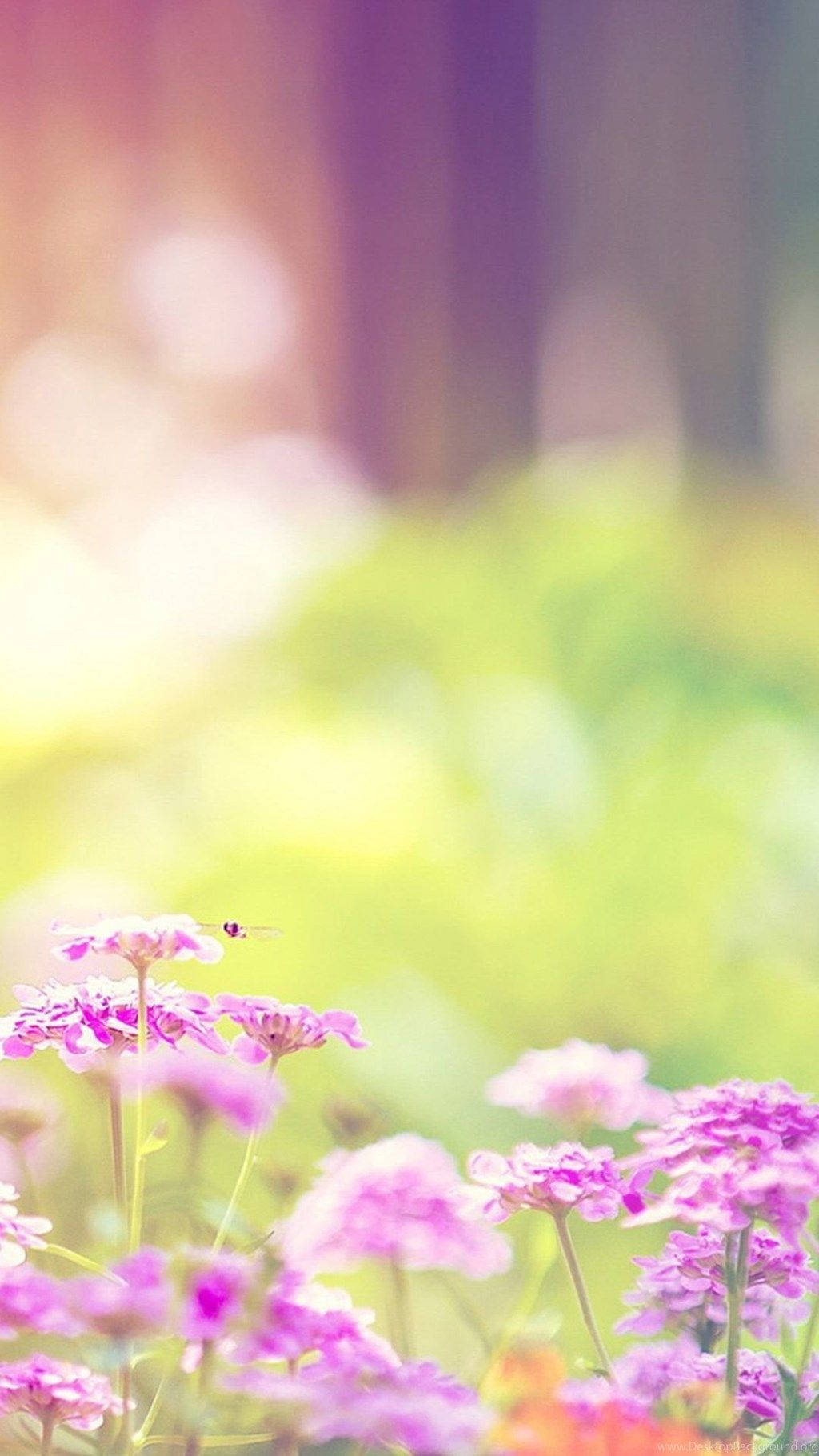 Bright iPhone, soft pink flowers, sunlit meadow, HD Phone Wallpaper