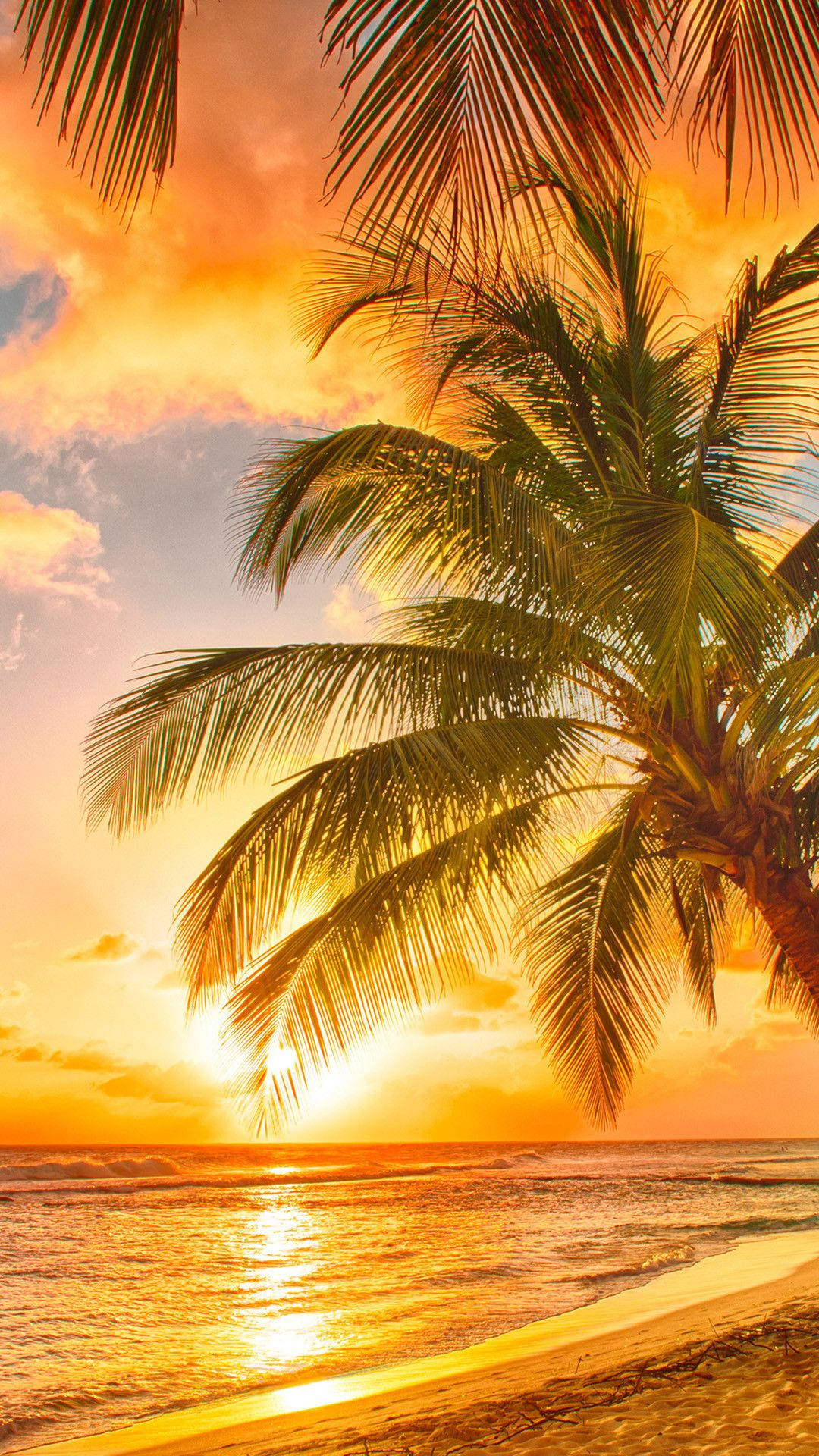 palm tree, fiery sunset, golden ocean beach, Full HD Phone Wallpaper