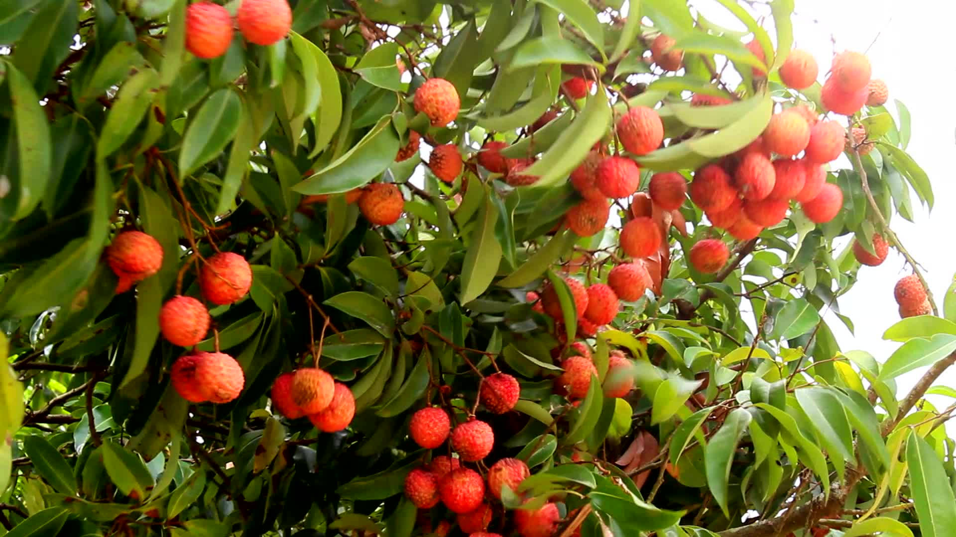 litchi fruits, ripe red lychees, glossy green leaves, Full HD Desktop Wallpaper