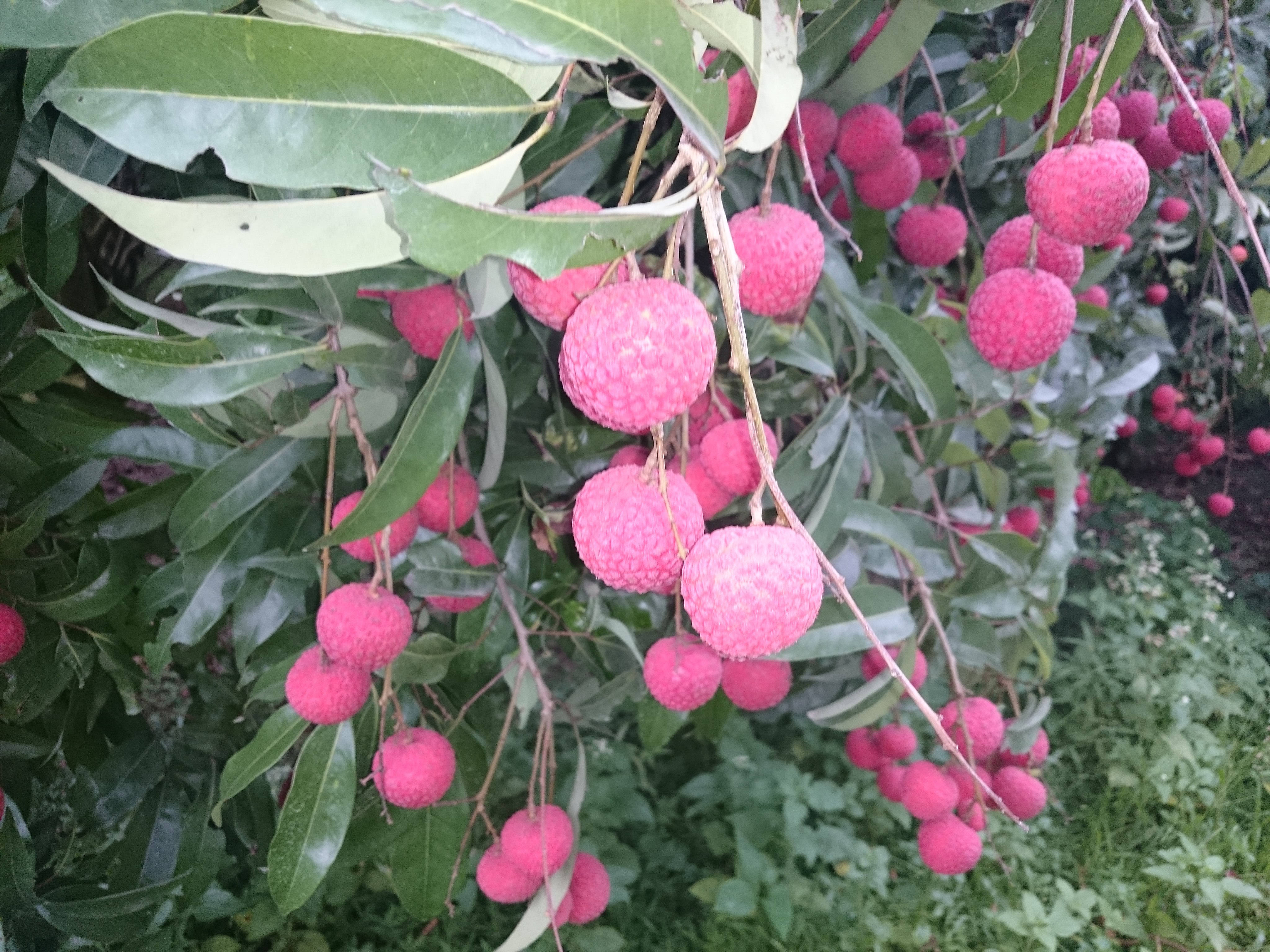 Litchi, pink lychees, lush green branches, 4K Desktop Wallpaper