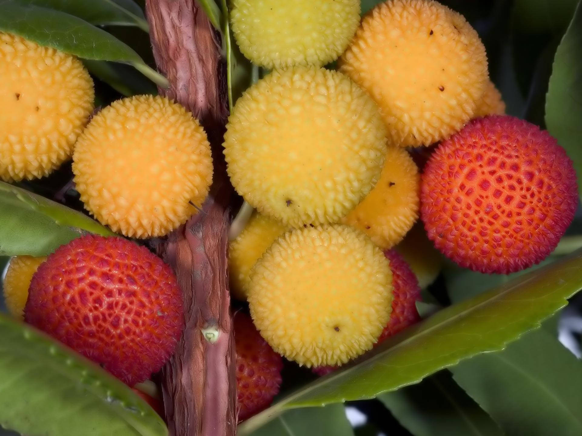 red and yellow litchis, vibrant yellow, red textured berries, Full HD Desktop Wallpaper