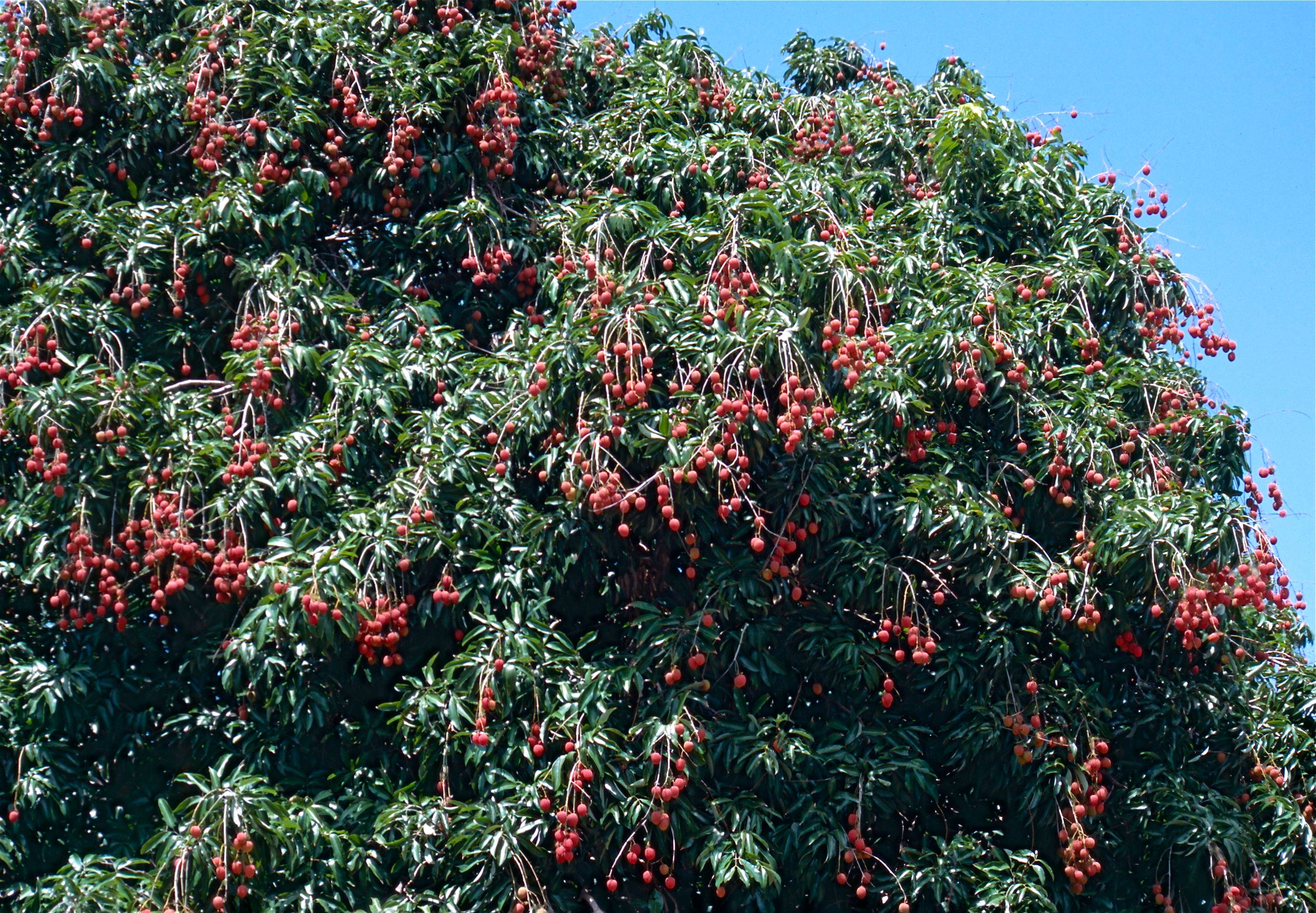 lychee tree, bright red fruit, clear blue sky, 2K Desktop Wallpaper