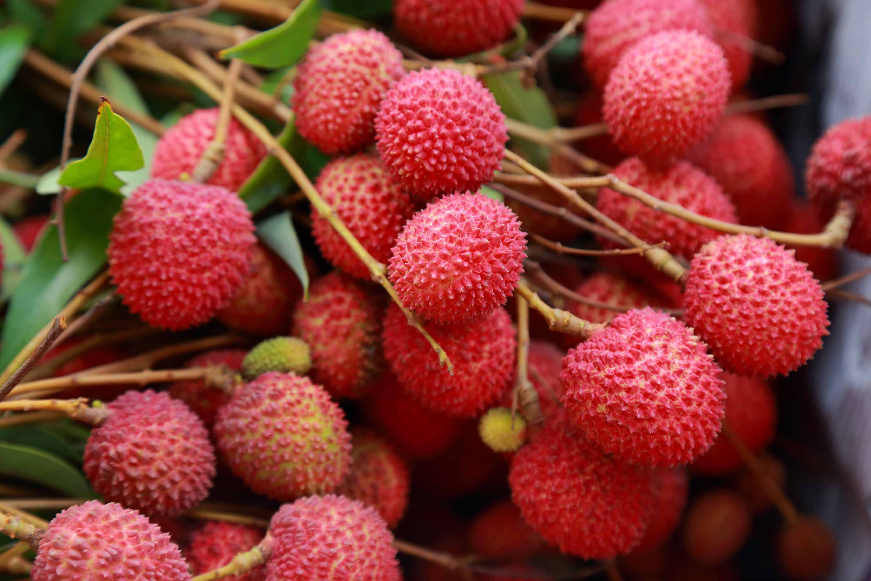 pink litchi fruits, vibrant red lychees, bumpy skin, 2K Desktop Wallpaper