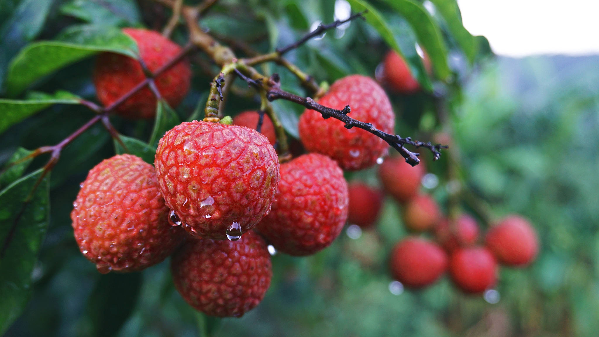 litchi fruits, raindrops, bumpy skin, Full HD Desktop Wallpaper