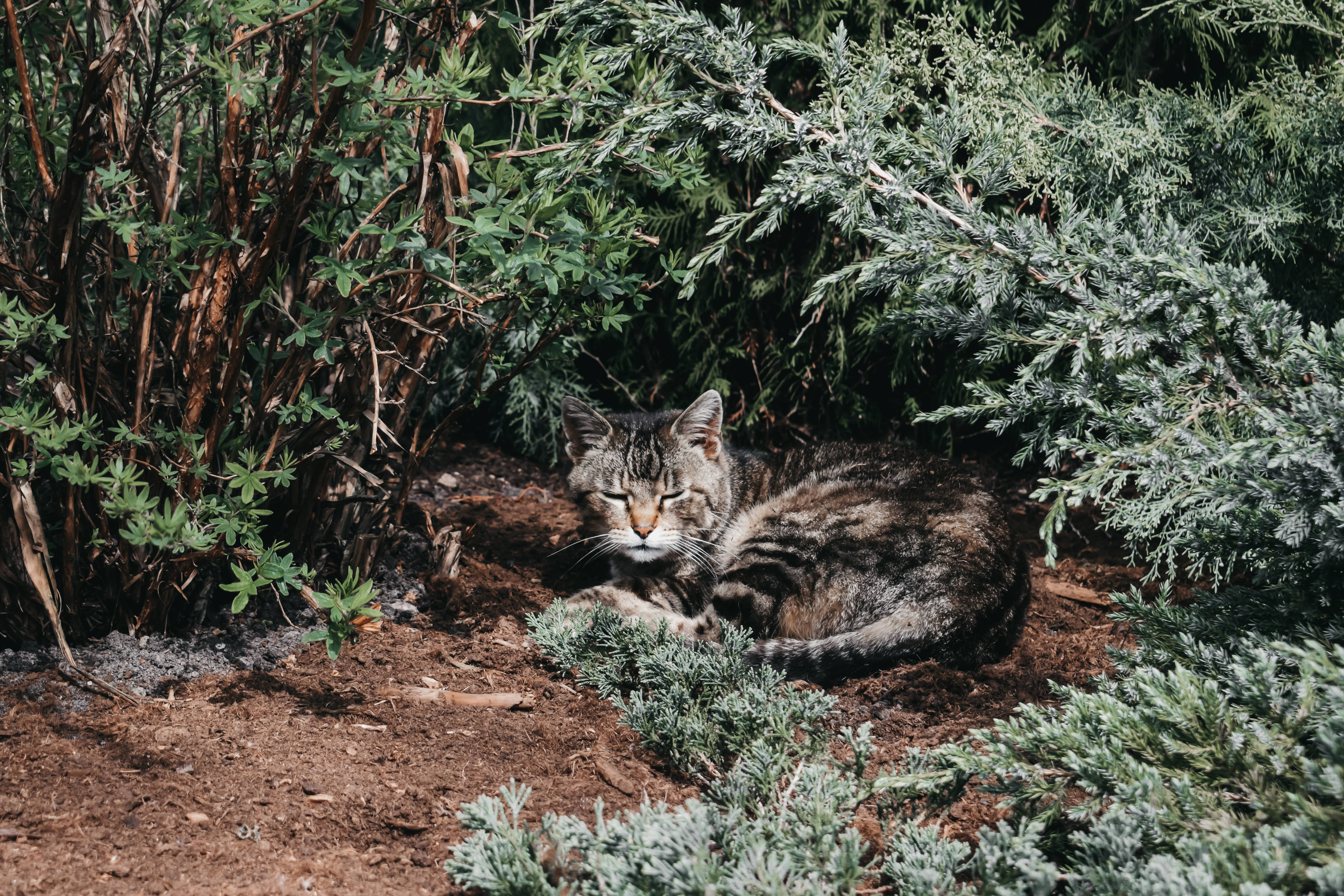 tabby cat, forest, Lithuania, 5K Desktop Wallpaper