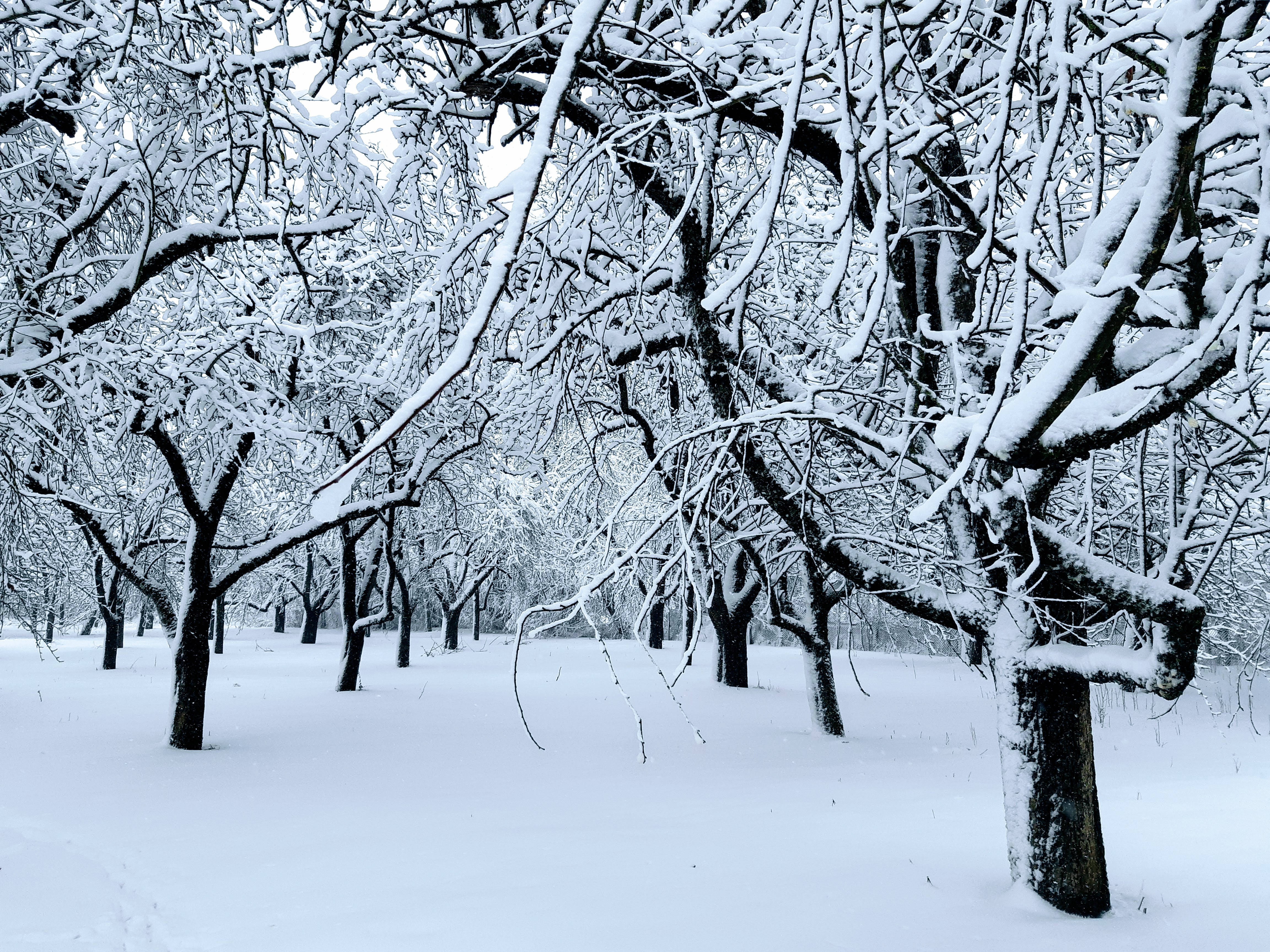 snowy forest trees, Lithuania, bare tree branches, 4K Desktop Wallpaper