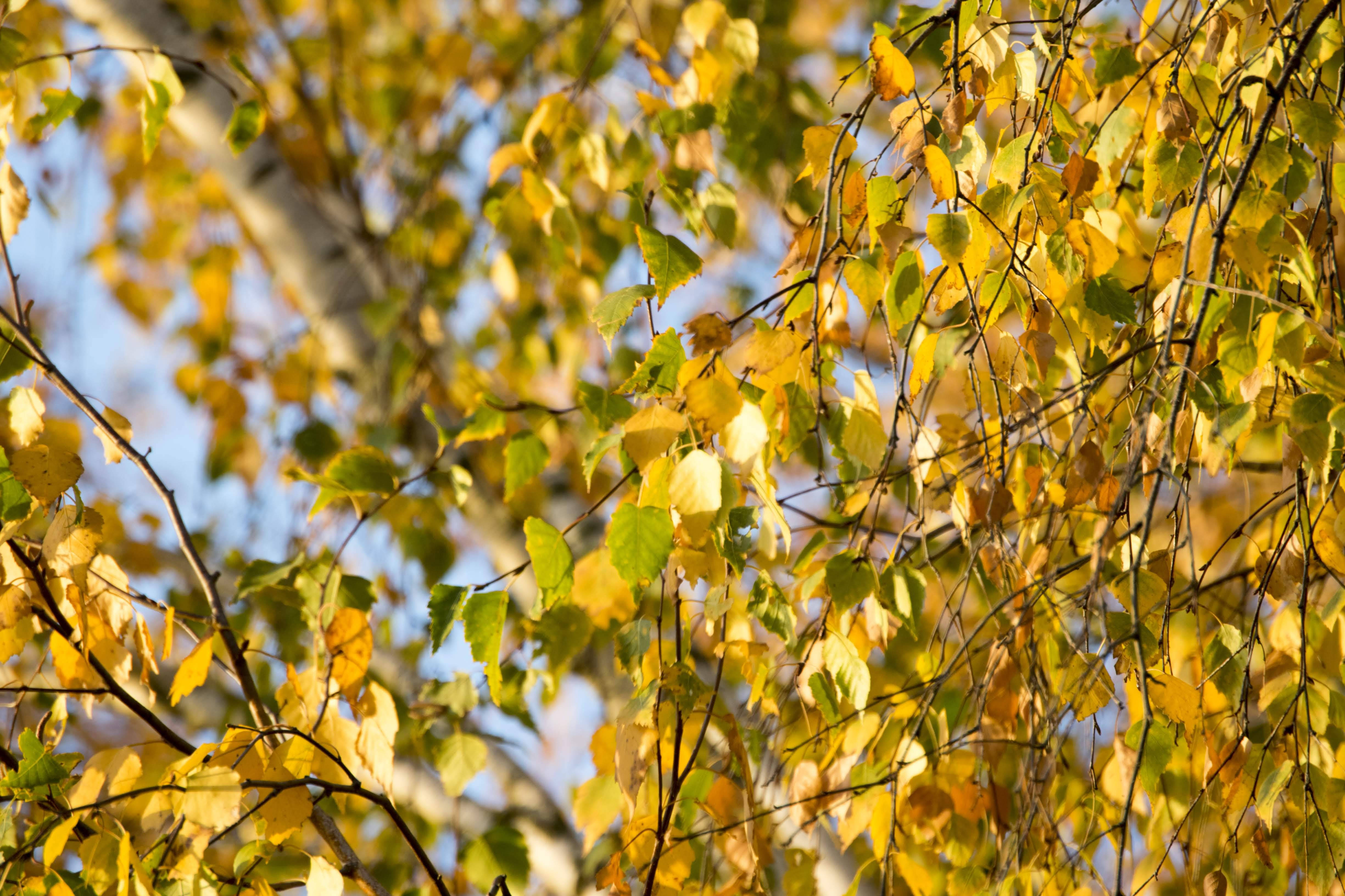 golden yellow birch leaves, clear blue sky, sunlight, 4K Desktop Wallpaper