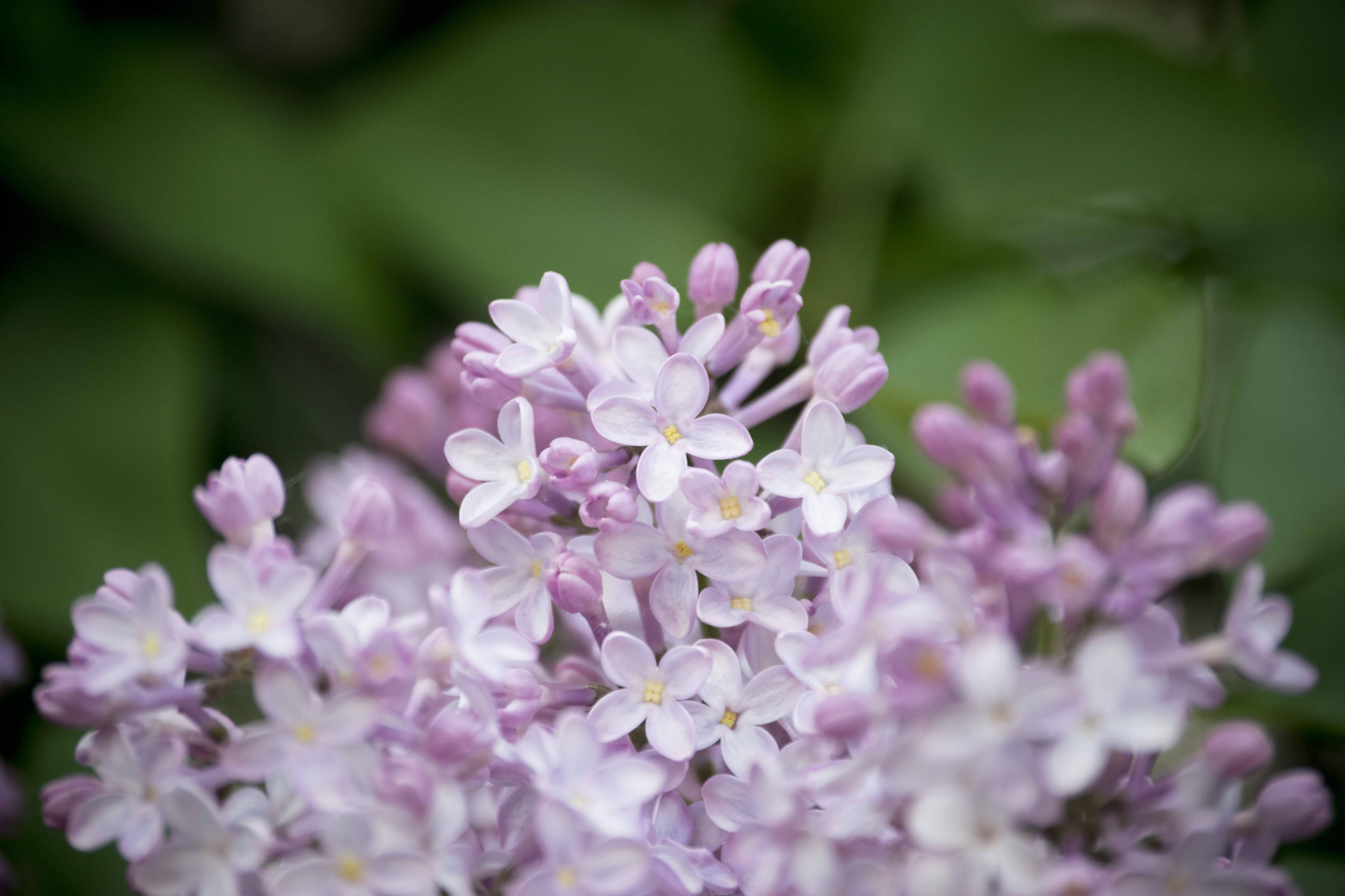 lilac, Lithuania, light purple, 4K Desktop Wallpaper