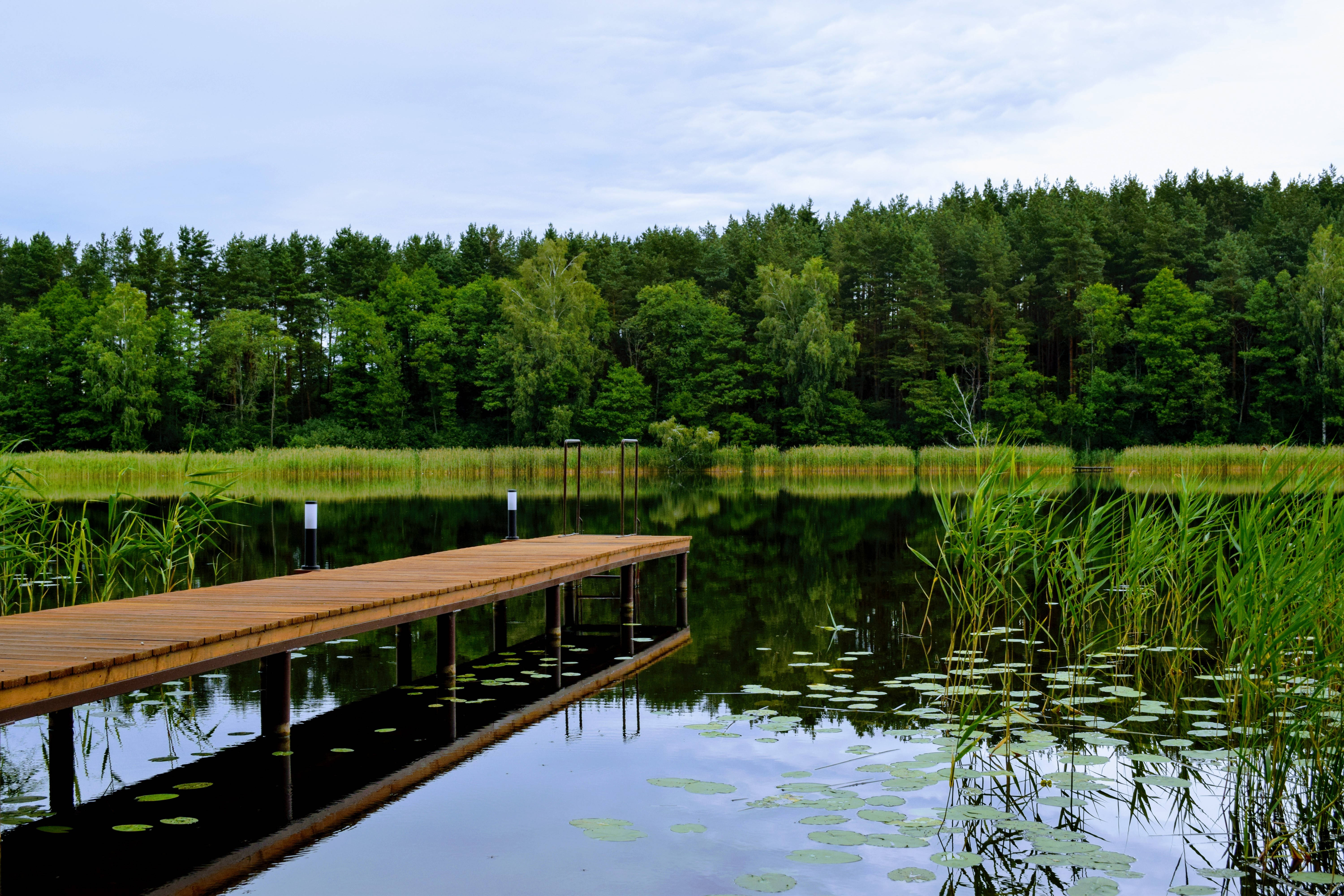 lily pad lake, Lithuania, wooden dock, 5K Desktop Wallpaper