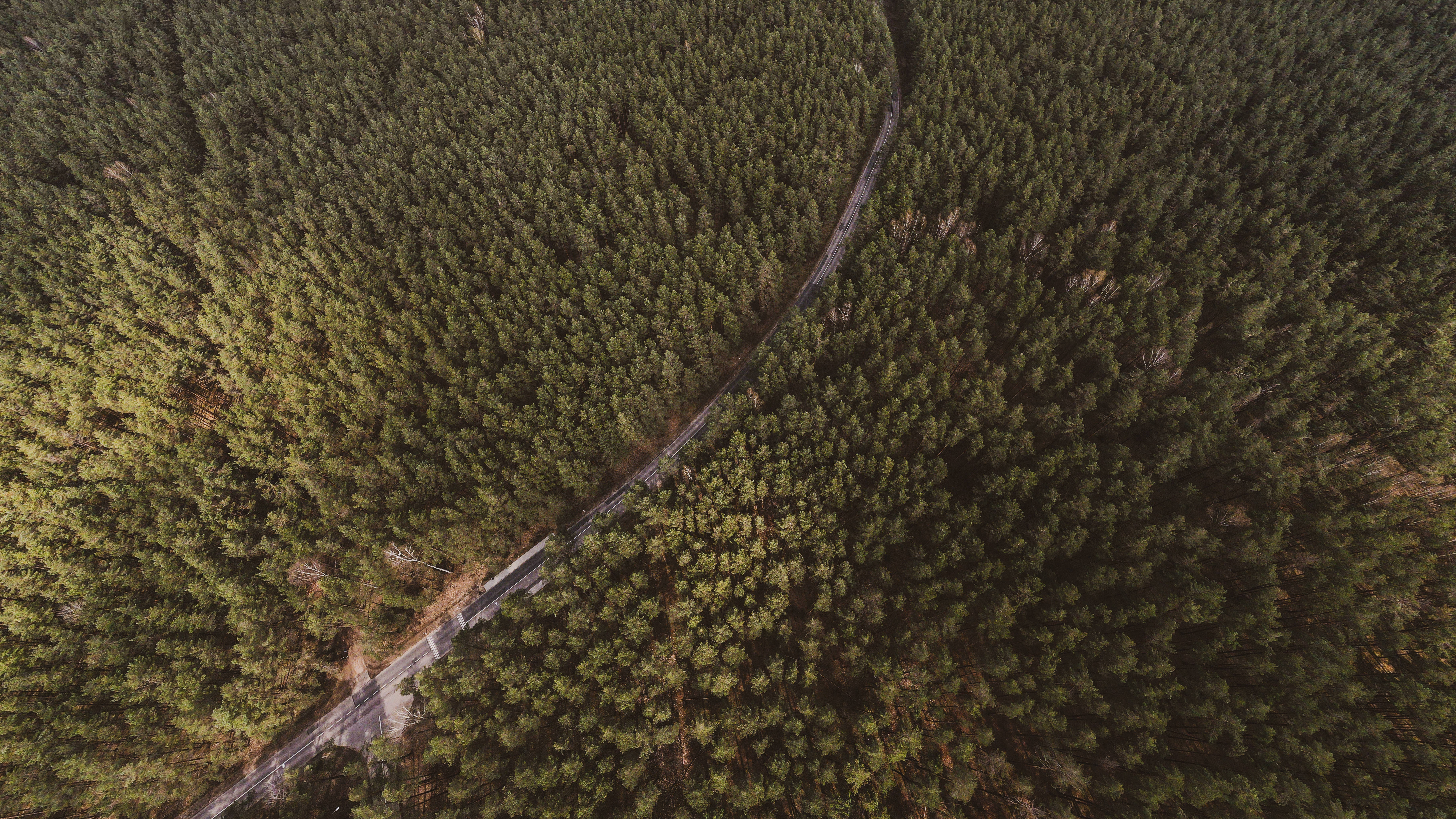 forest in Lithuania, winding road, dense green forest canopy, 8K Desktop Wallpaper