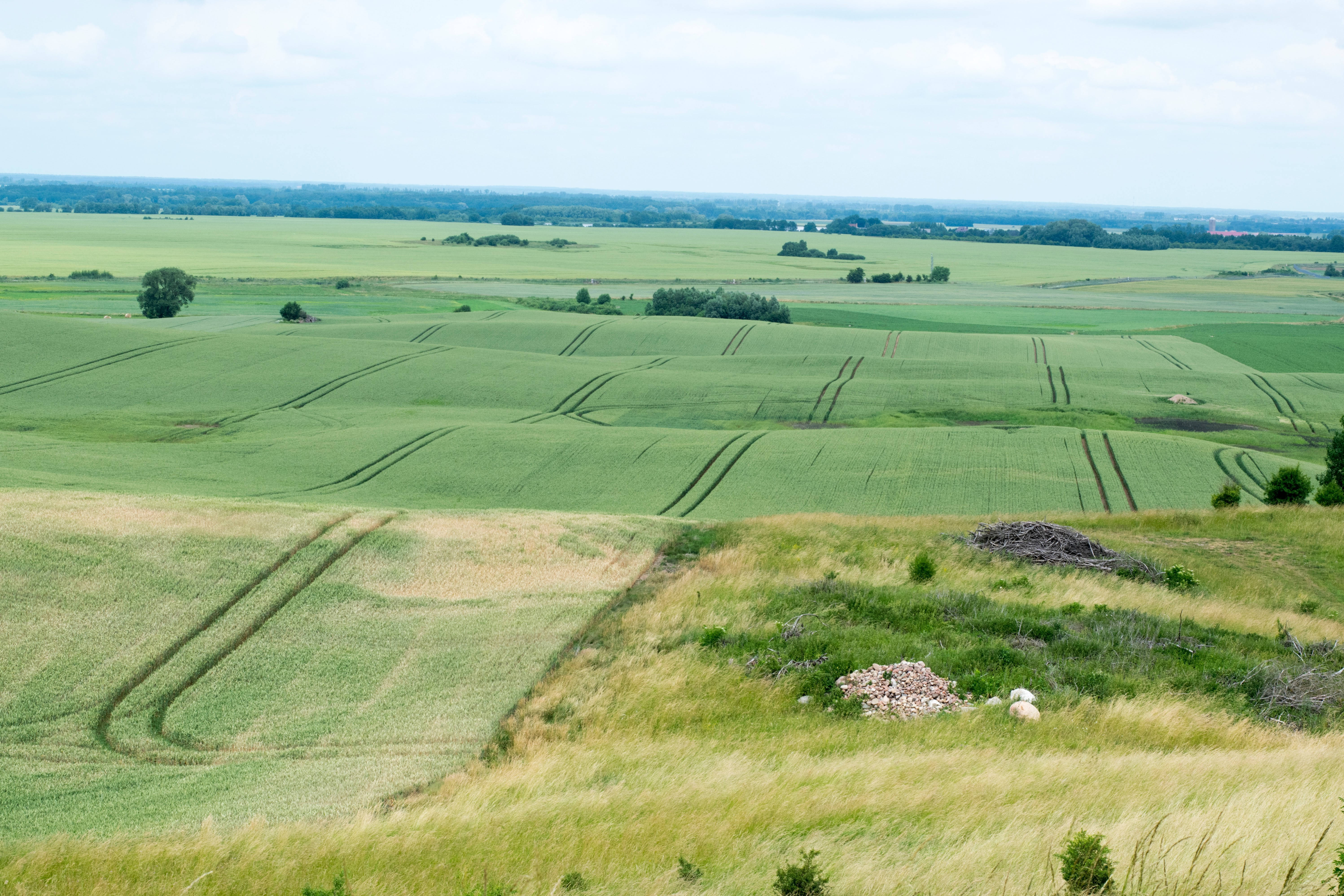 Lithuania, grass field, tractor tracks, 5K Desktop Wallpaper