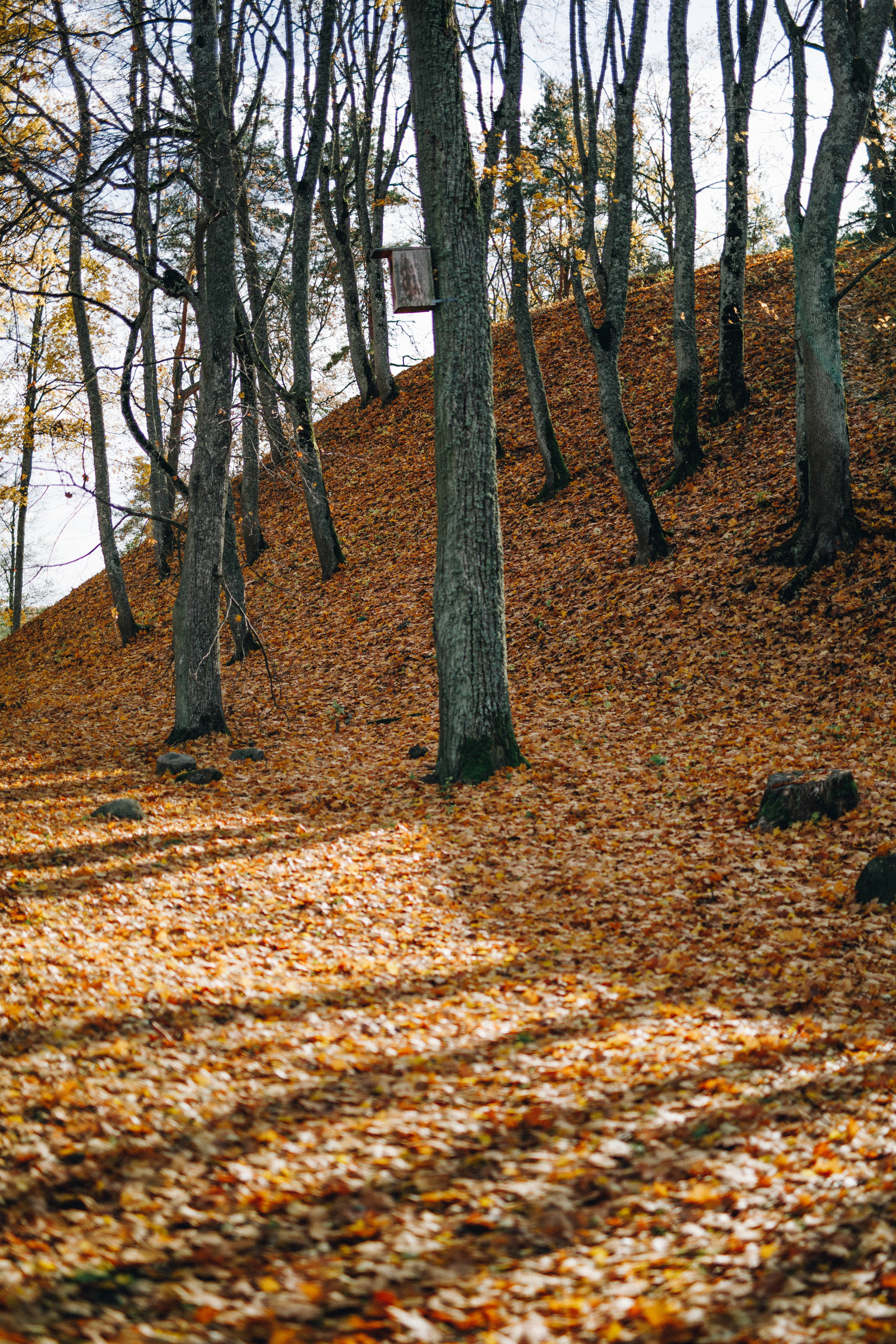 forest, fall, Lithuania, 5K Phone Wallpaper