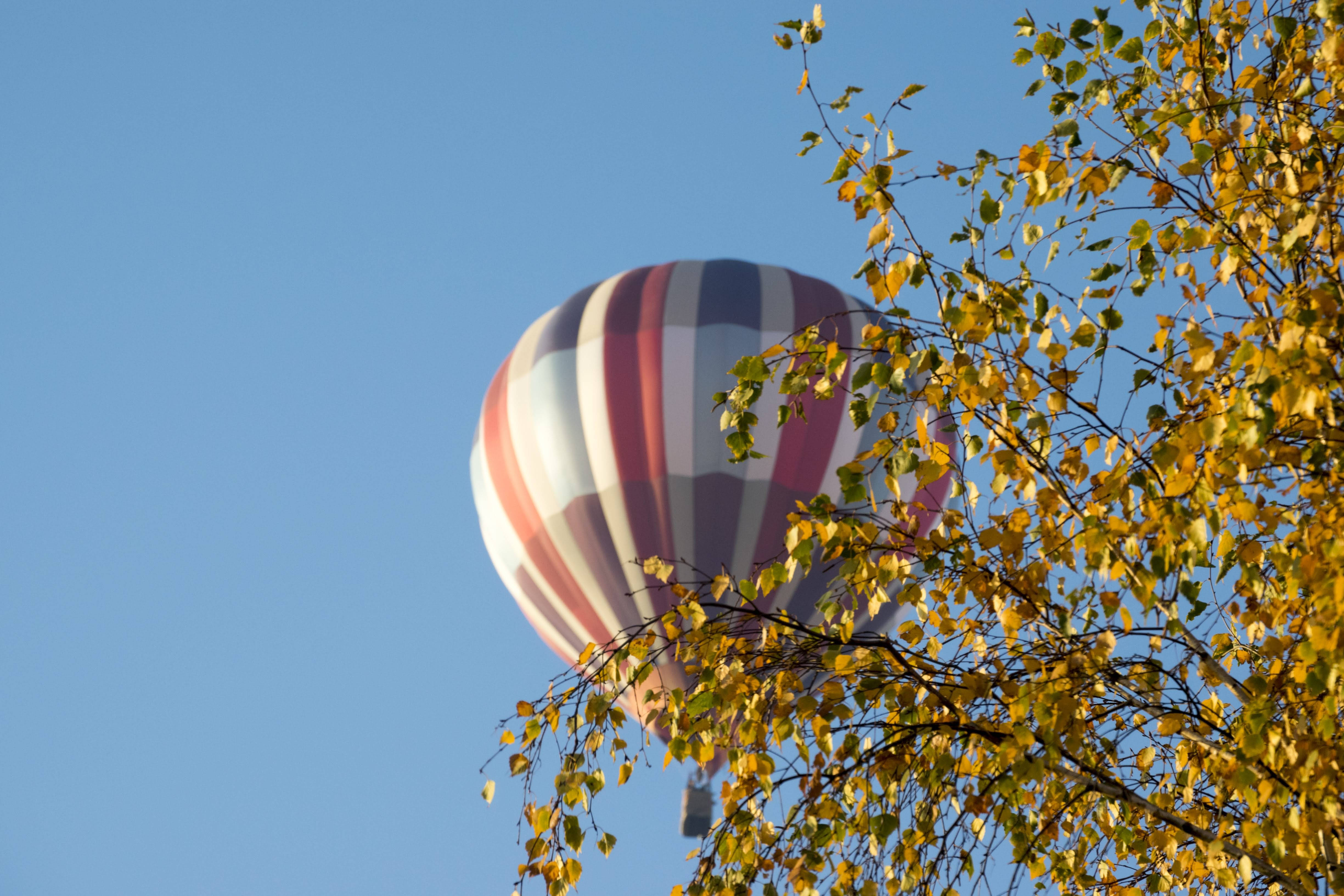 hot air balloon, tree, autumn leaves, 4K Desktop Wallpaper
