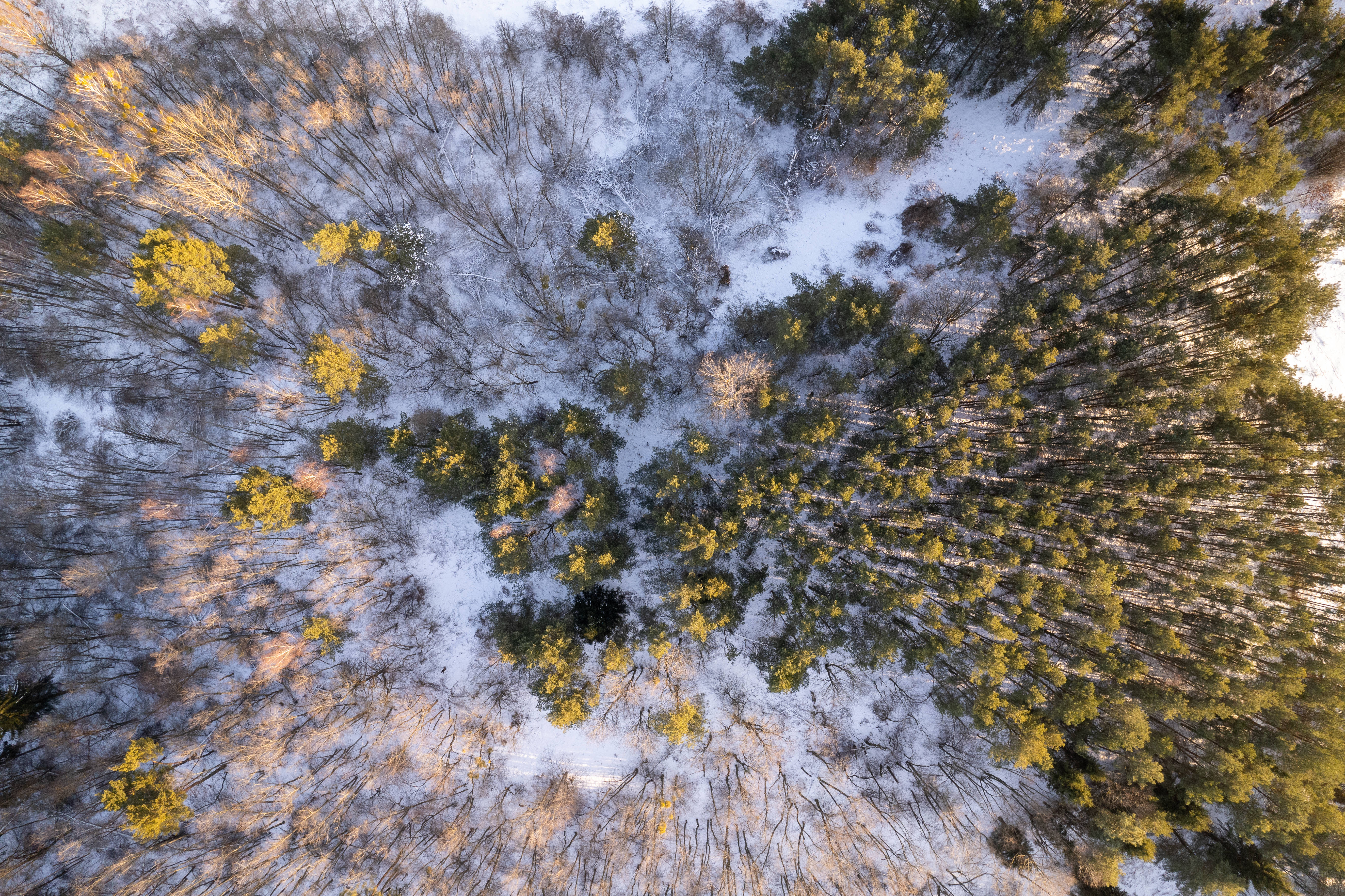 snowy forest, Lithuania, golden sunrise, 5K Desktop Wallpaper