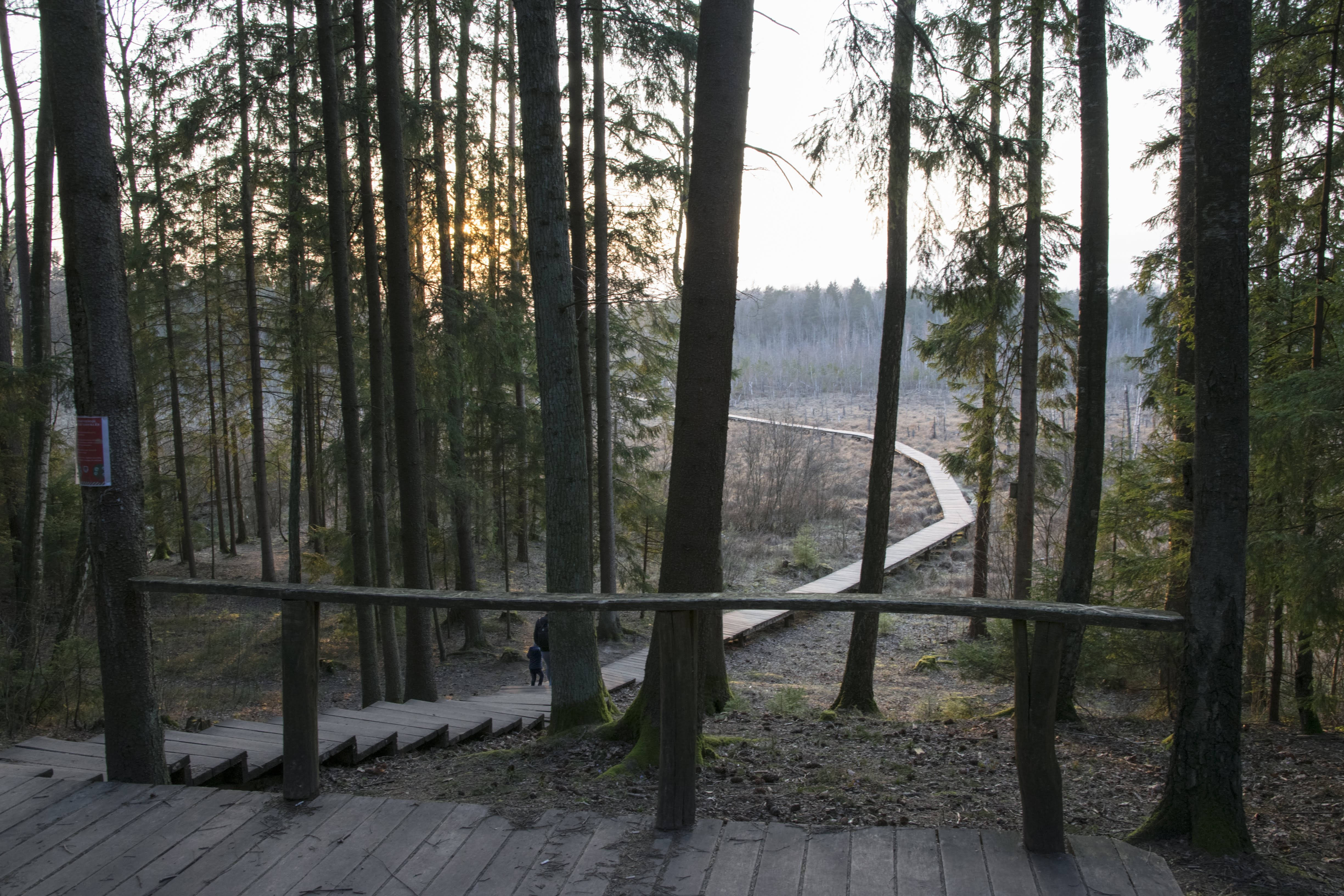 wooden hiking trail, Lithuania, tall pine forest, 4K Desktop Wallpaper