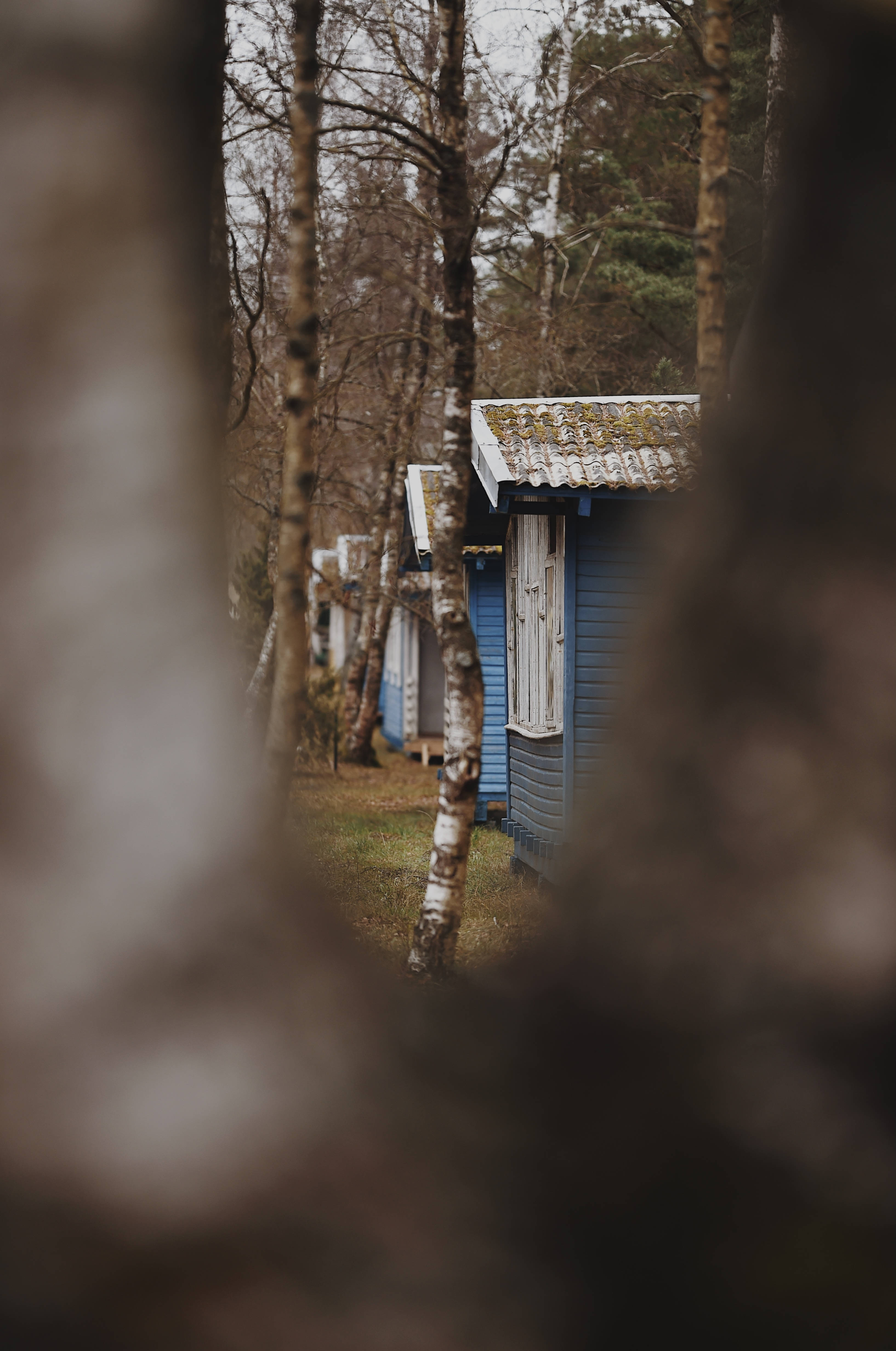 blue wooden cabins, bare birch trees, quiet forest setting, 4K Phone Wallpaper