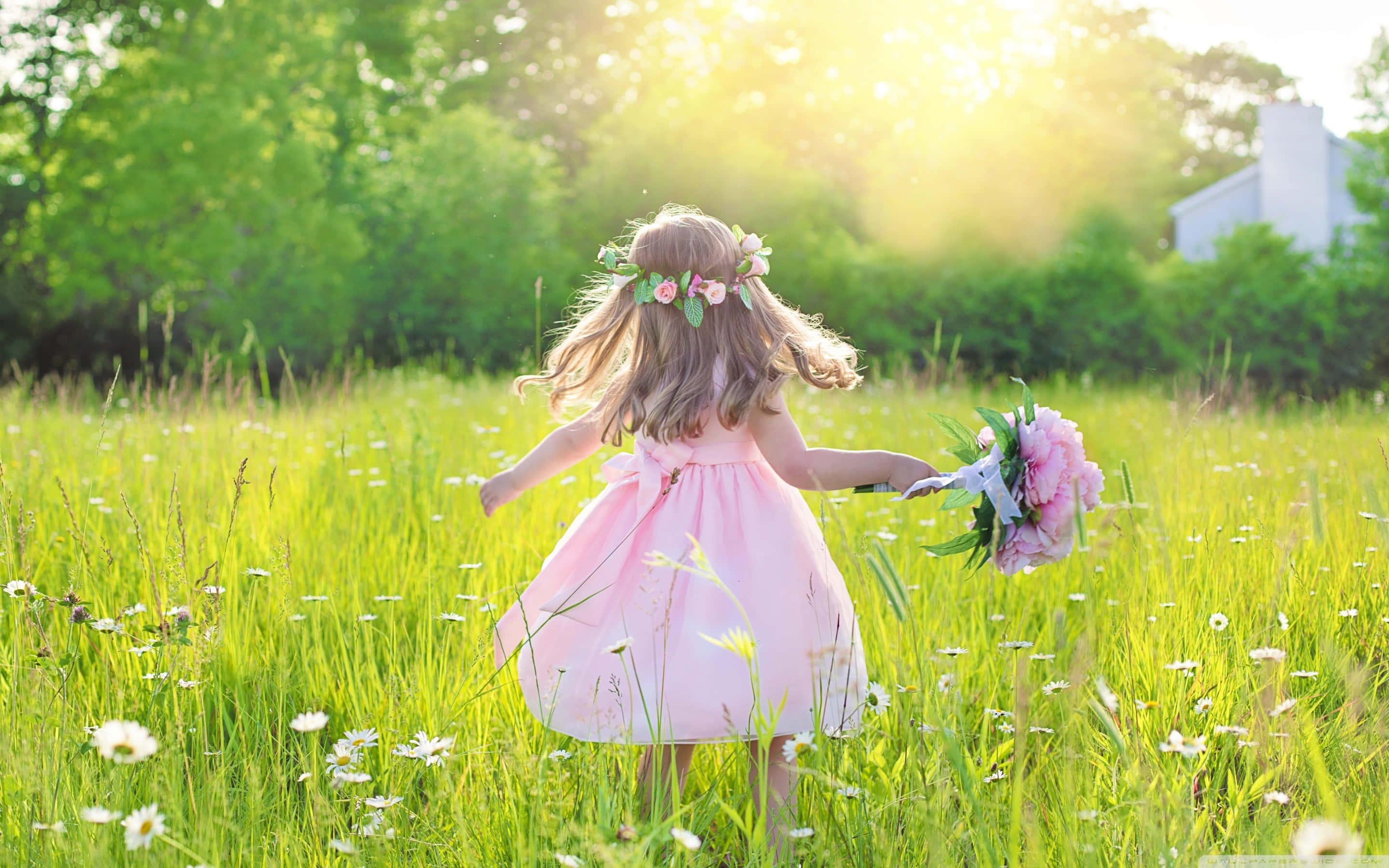 sunlit meadow, pink dress, bouquet of pink flowers, 2K Desktop Wallpaper