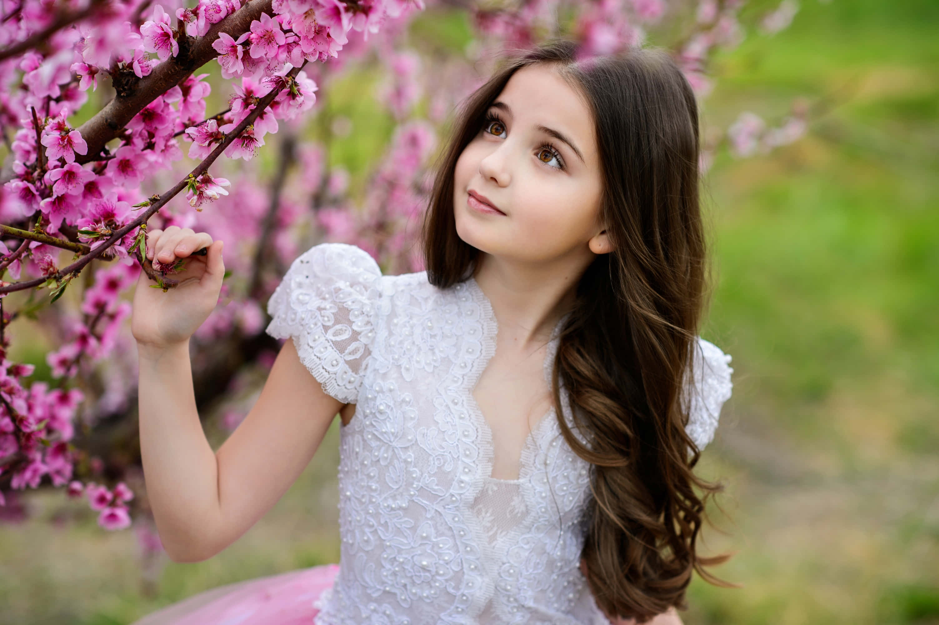 young girl, white lace dress, pink cherry blossoms, 2K Desktop Wallpaper
