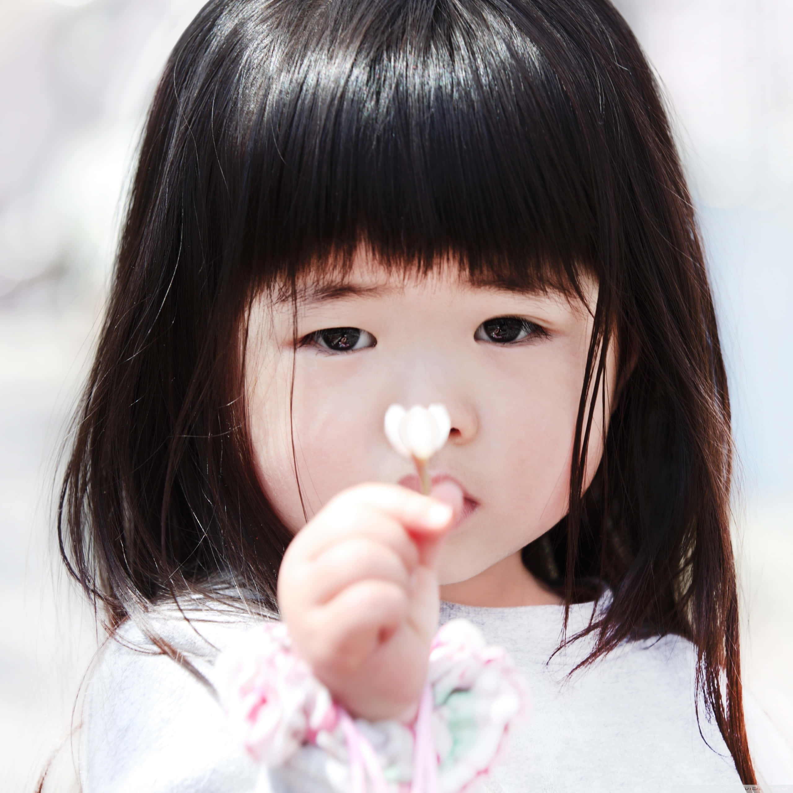 little girl, dark hair, tiny white flower, 2K Desktop Wallpaper