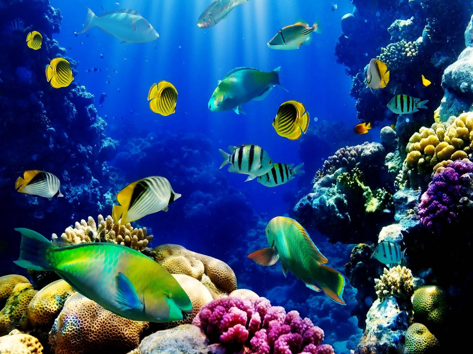 Corals, Live 3d, tropical fish, HD Desktop Wallpaper