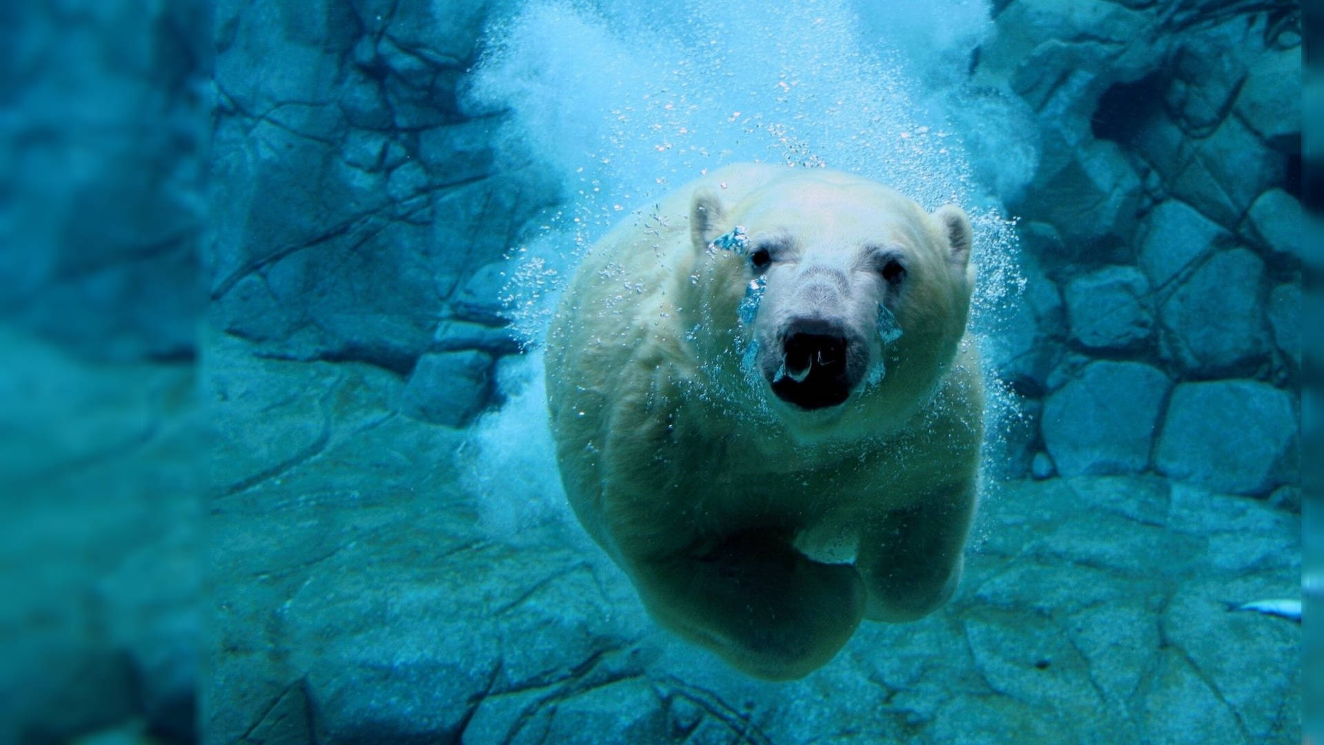 Live 3d, polar bear, underwater, Full HD Desktop Wallpaper