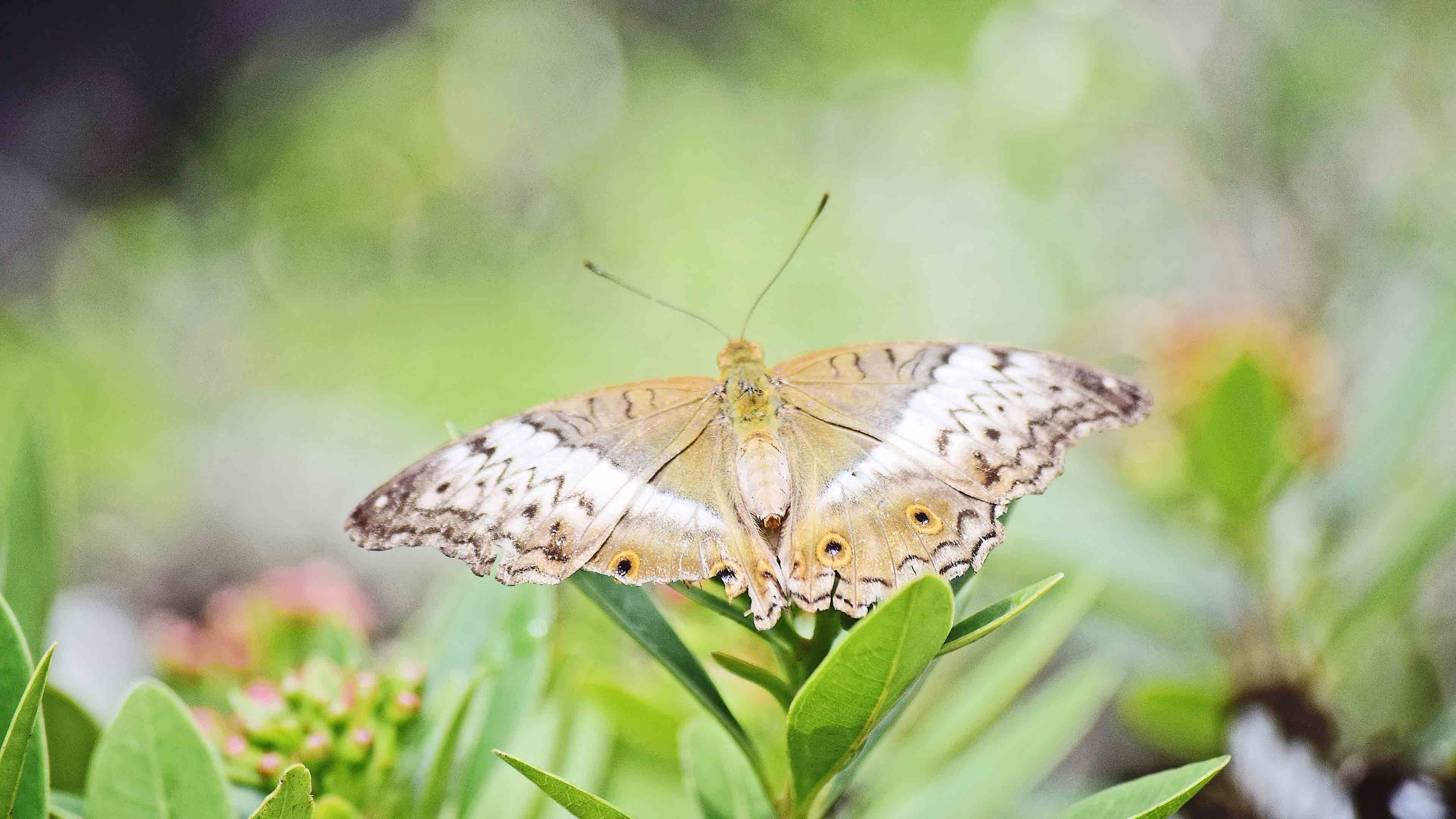 mother of pearl butterfly, brown and white butterfly, eye spots, 4K Desktop Wallpaper